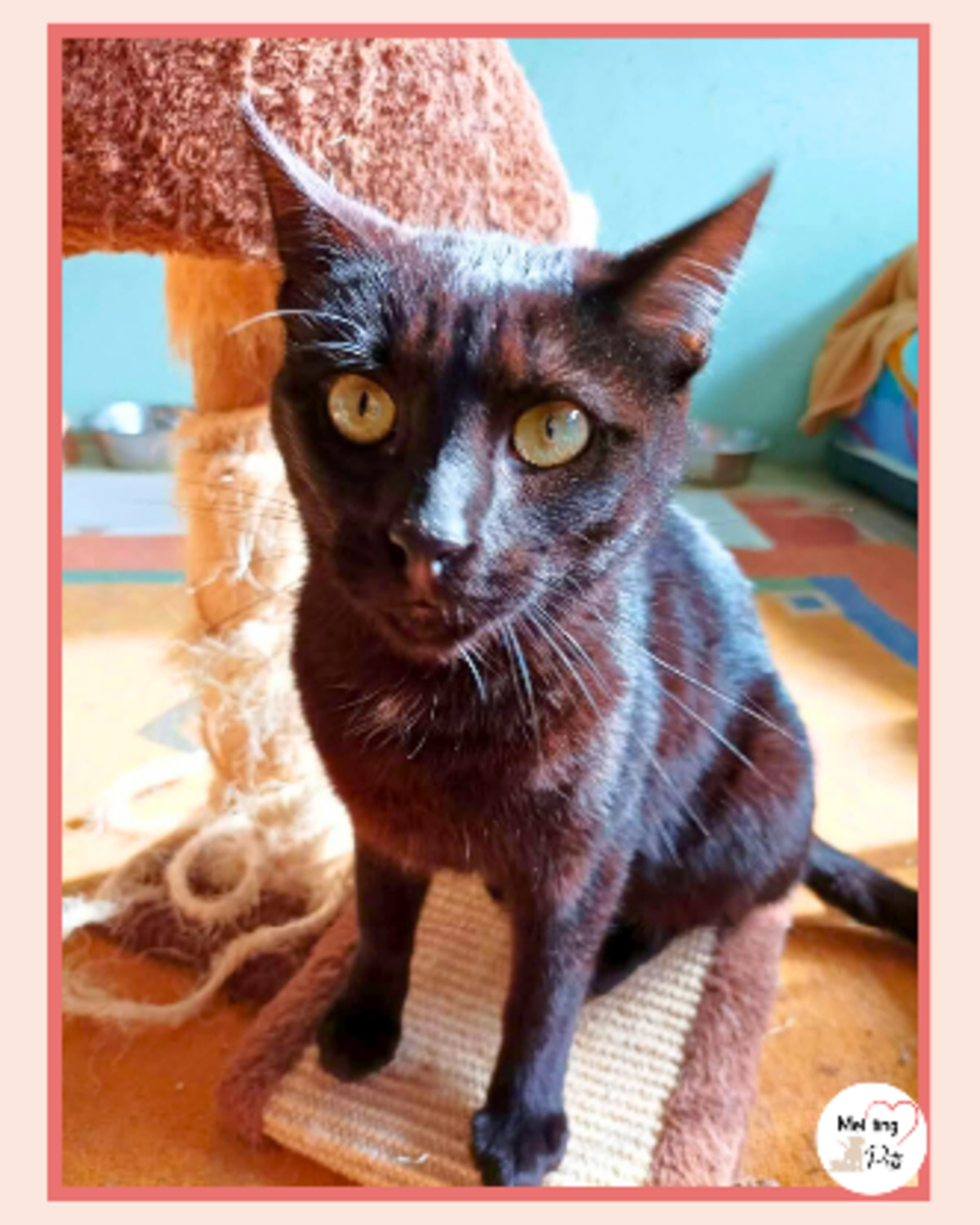 Adoption Selma