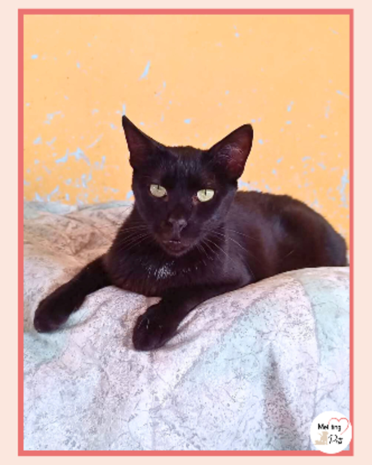 Adoption Selma