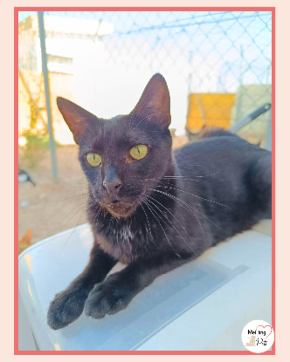 Adoption Selma