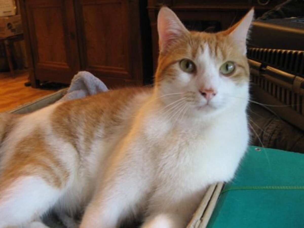 Adoption Sésame et cayenne