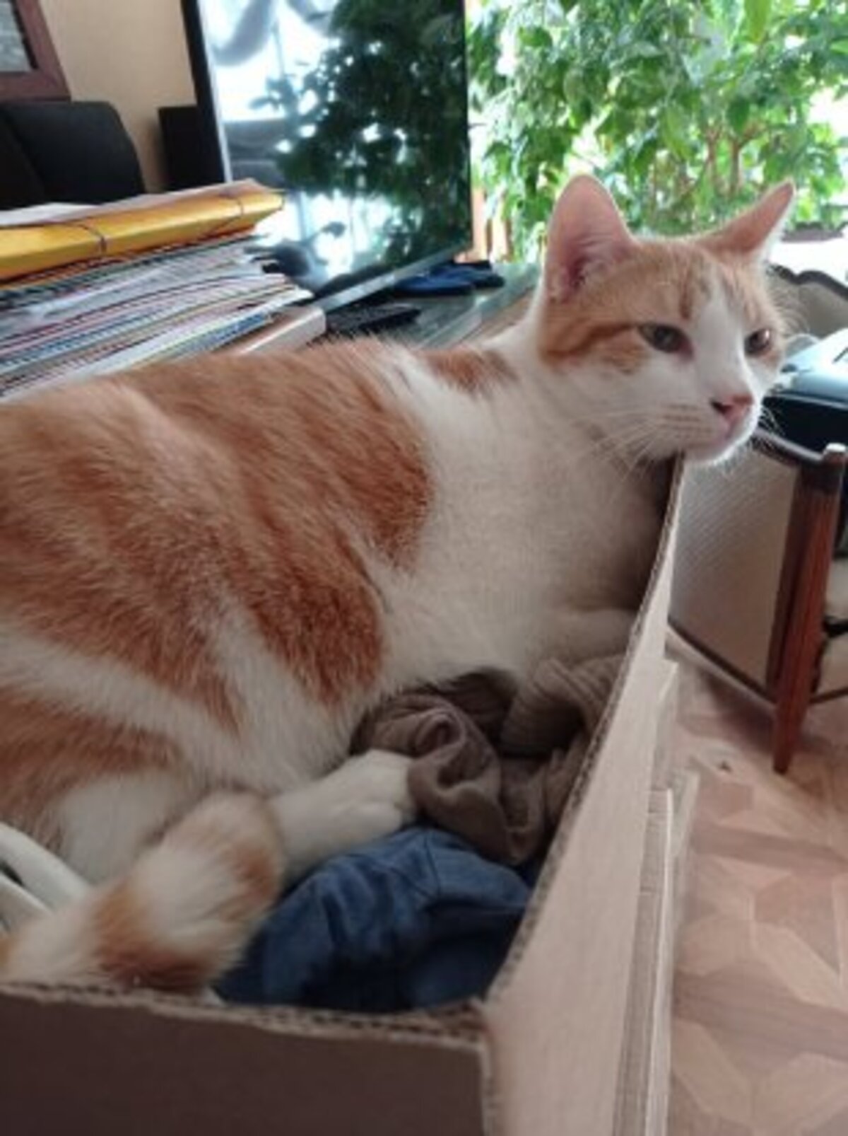 Adoption Sésame et cayenne