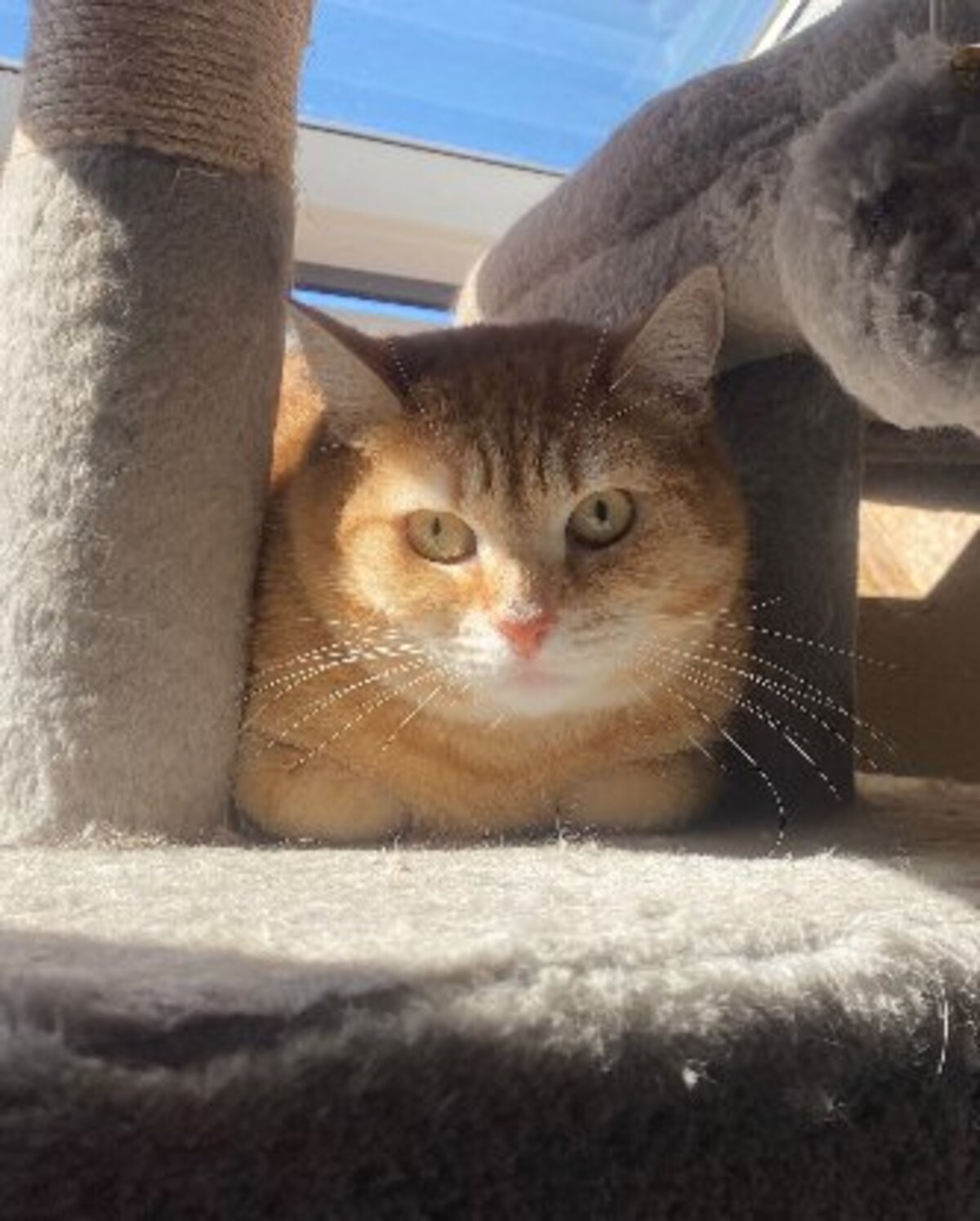 Adoption Shakira