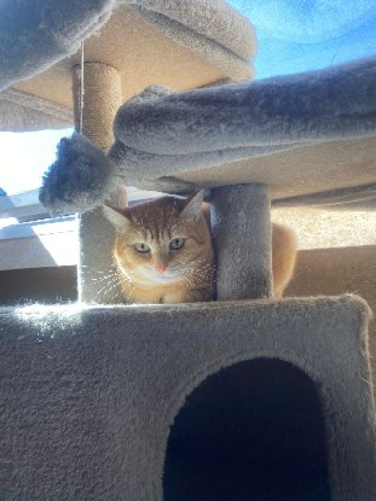 Adoption Shakira