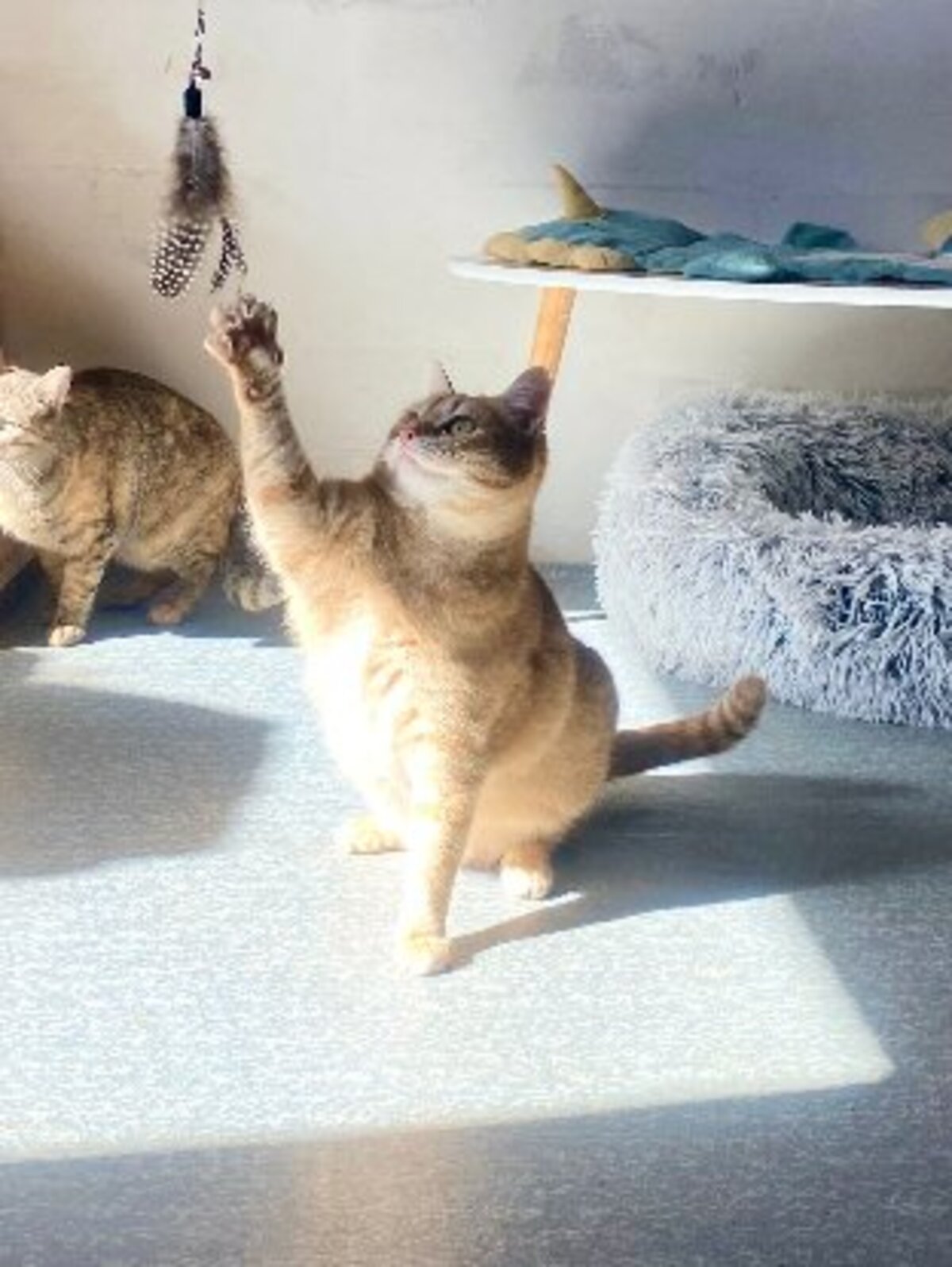 Adoption Shakira