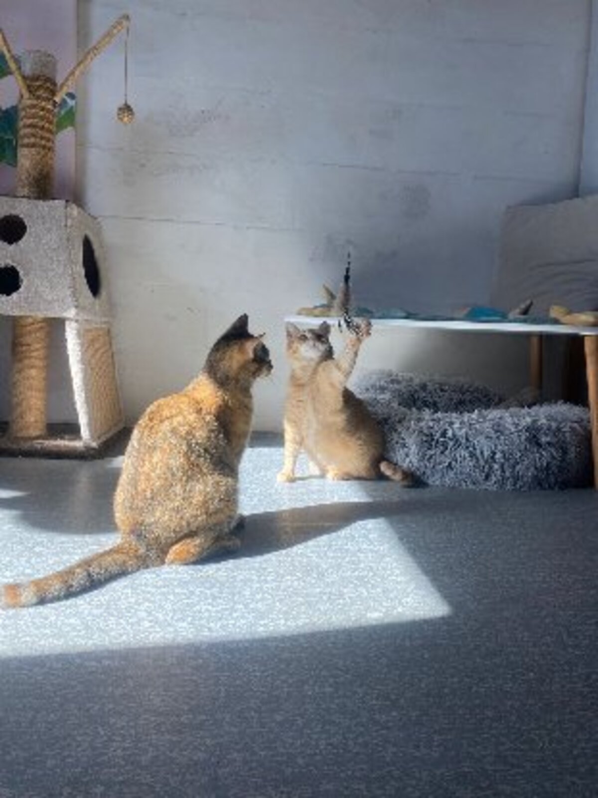 Adoption Shakira
