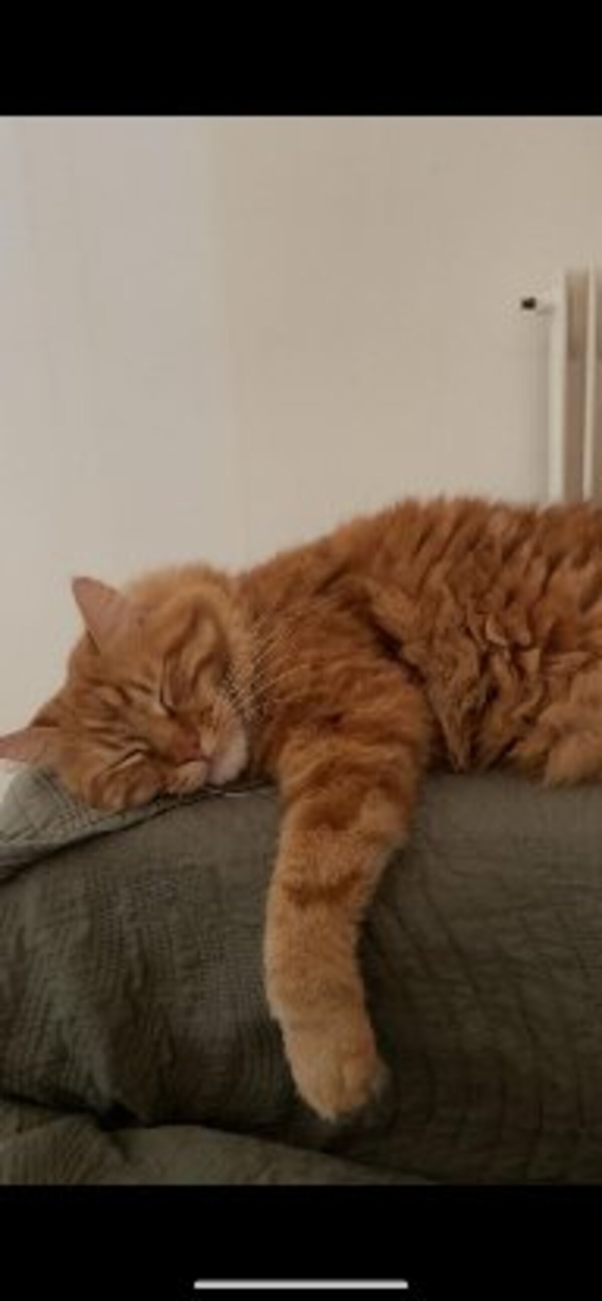 Adoption Shelby