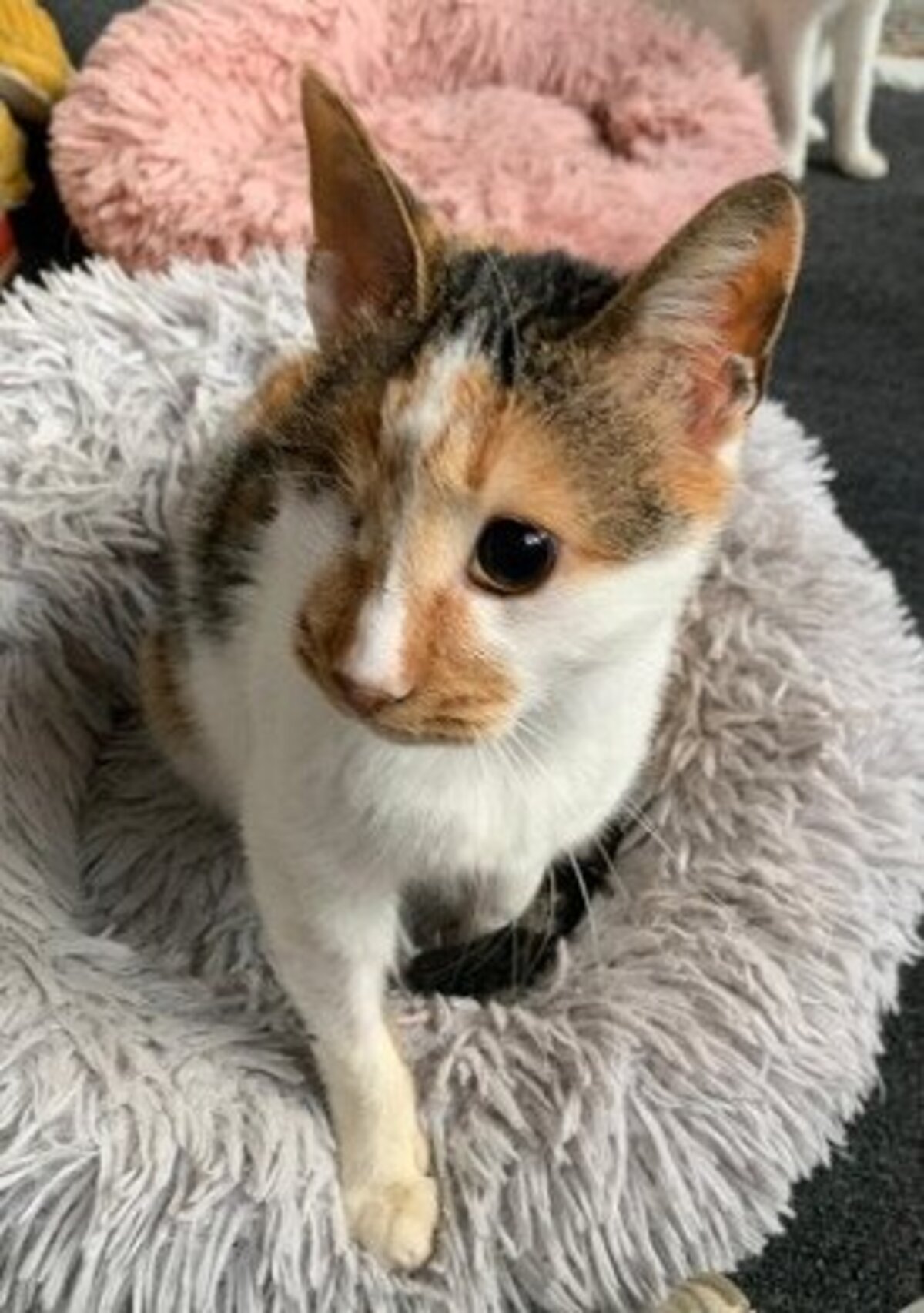 Adoption Shiny