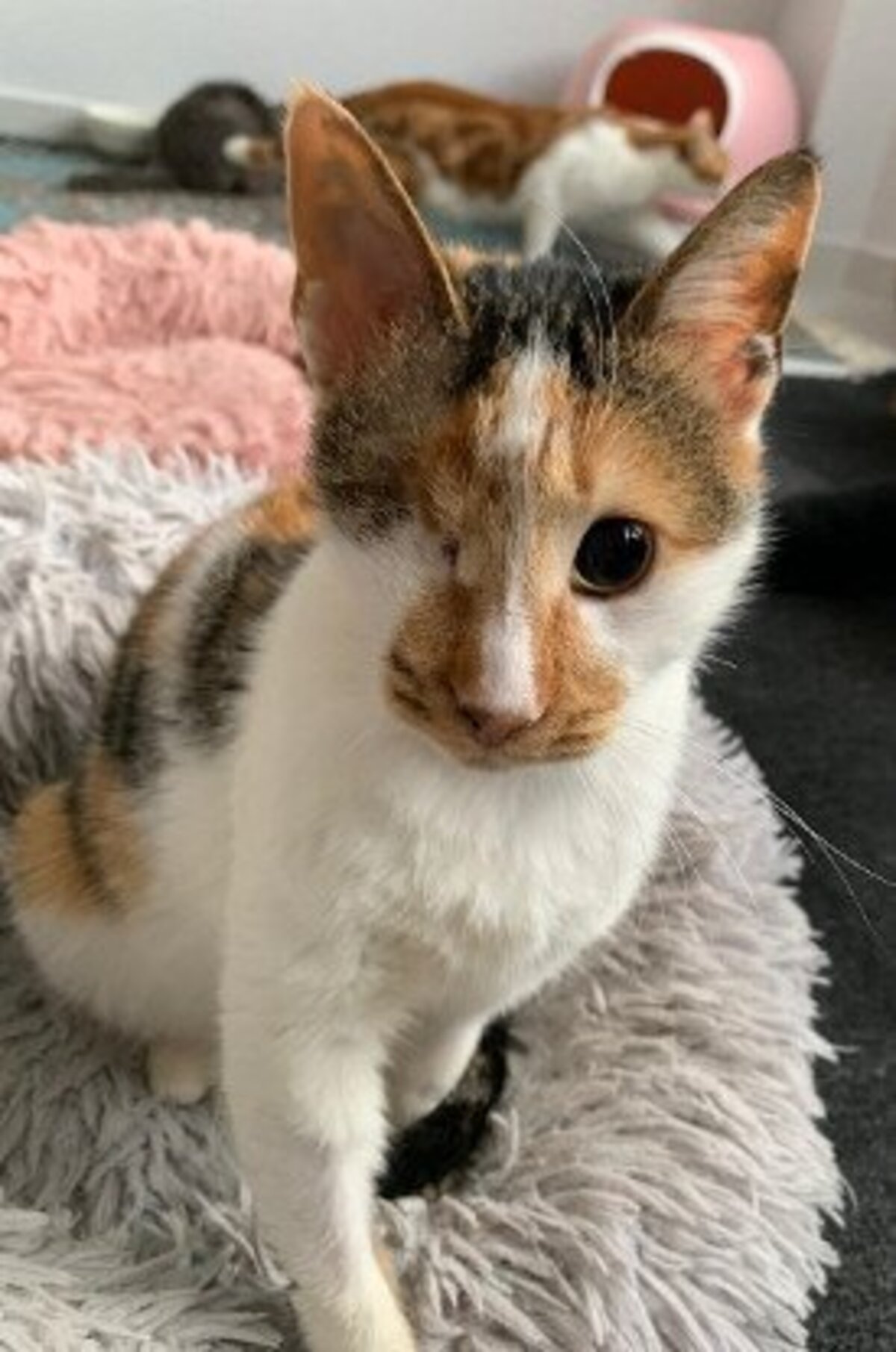 Adoption Shiny