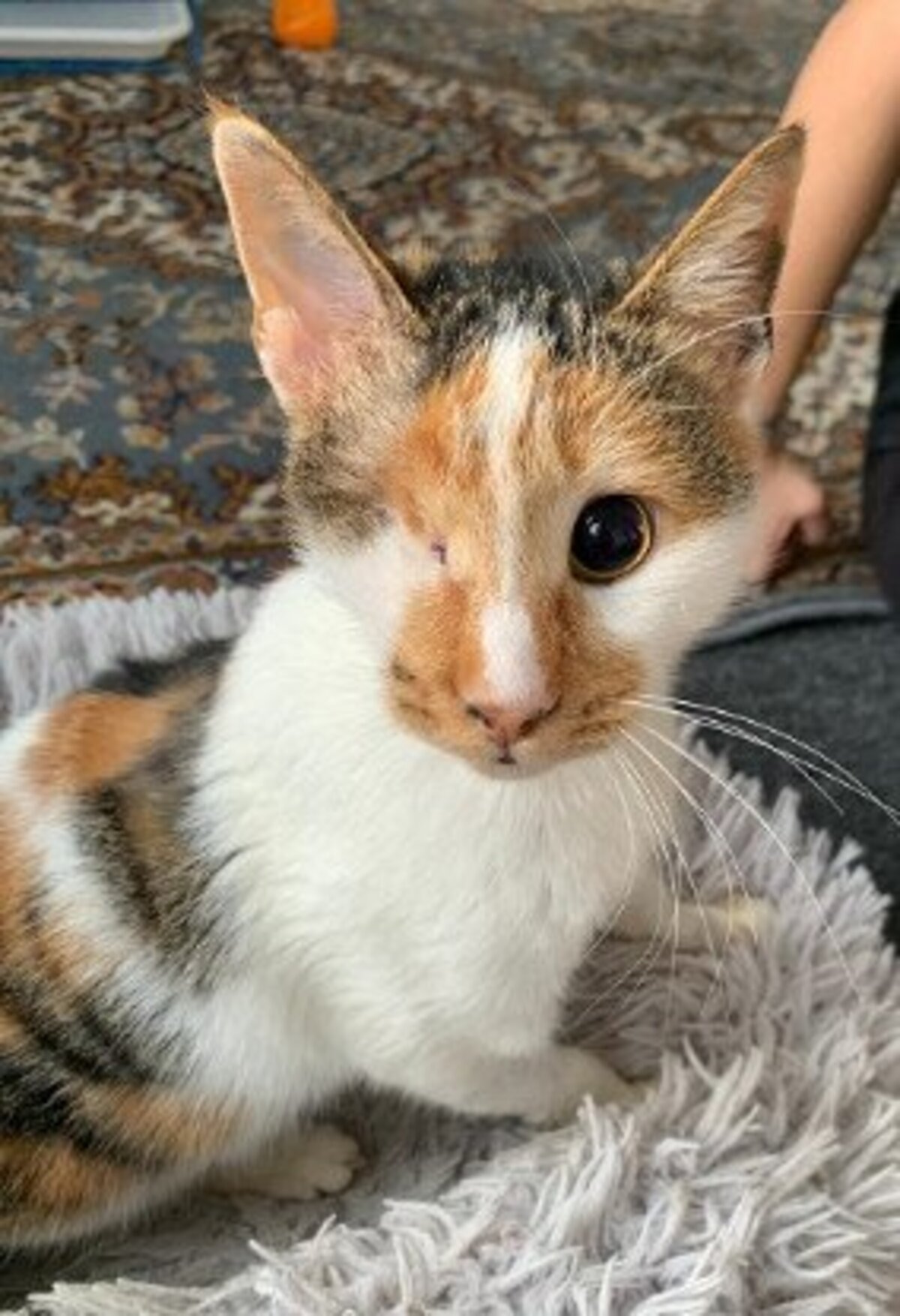 Adoption Shiny