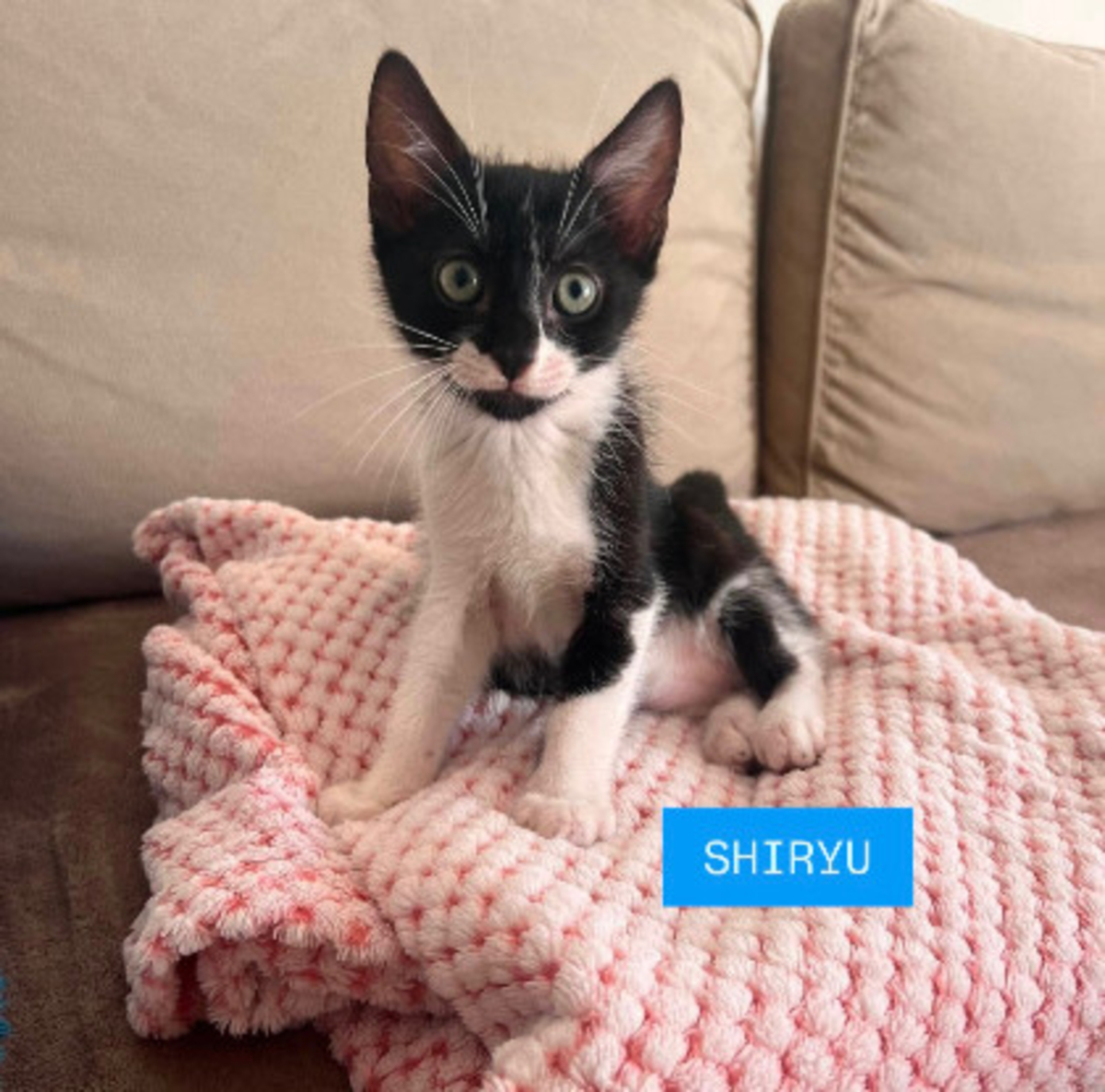 Adoption Shiryu adoptable avec sa soeur saori ou seul si vous avez déj