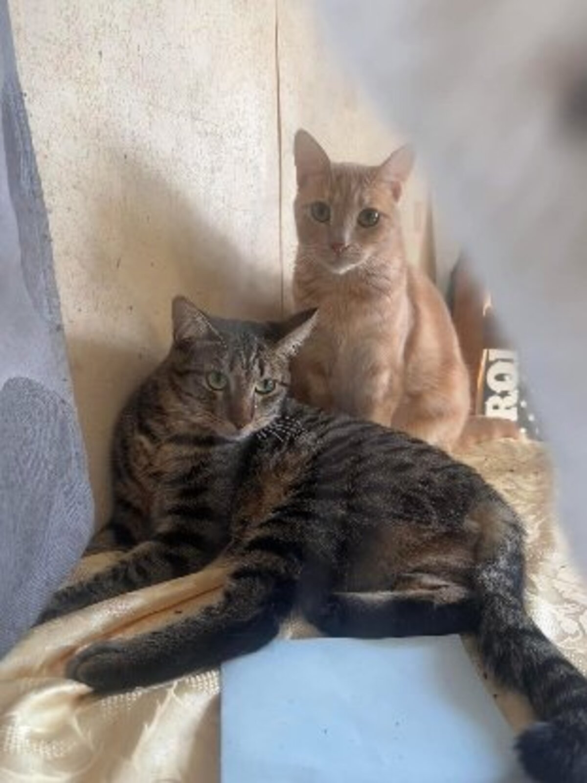 Adoption Shuri