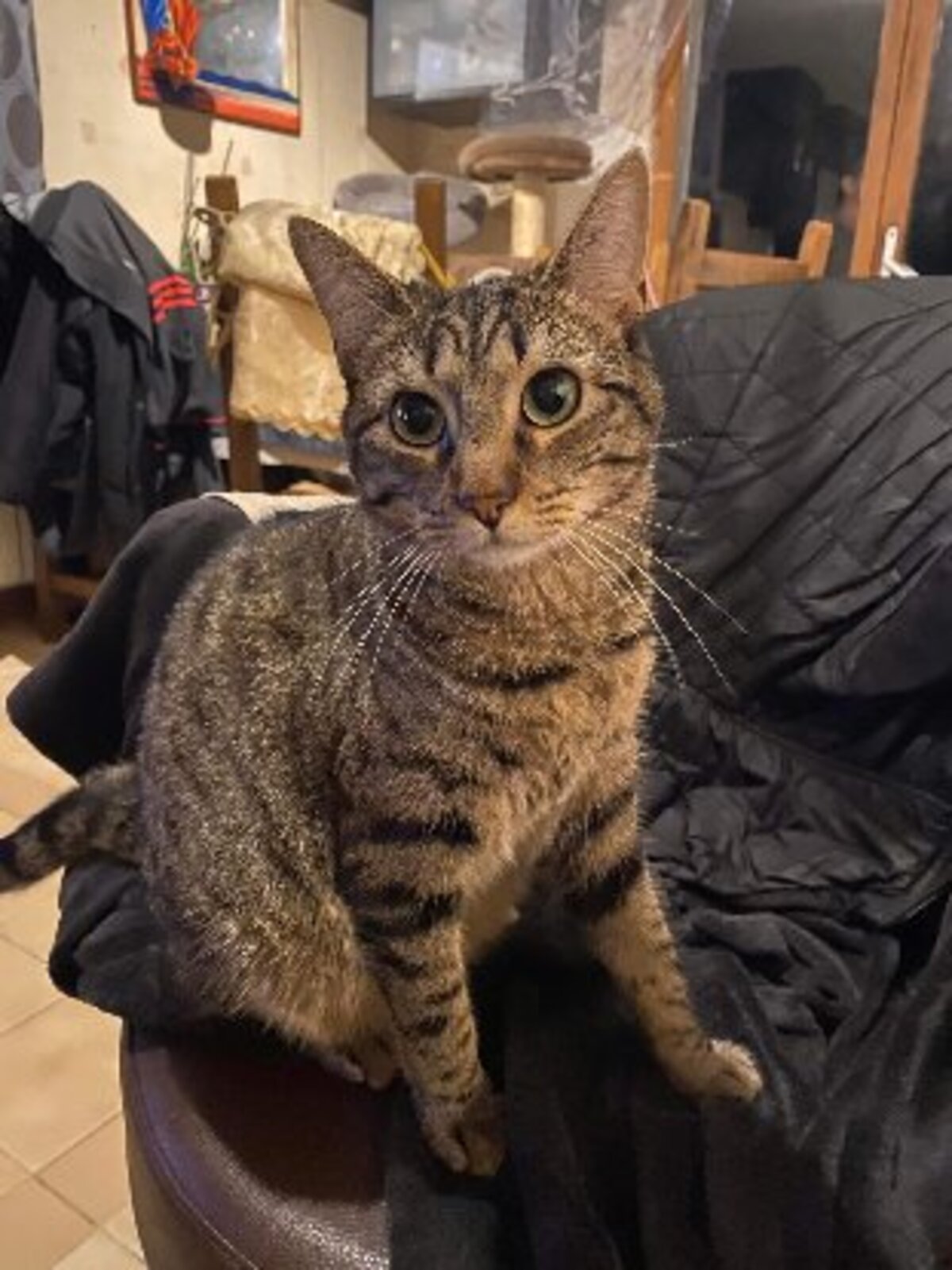 Adoption Shuri