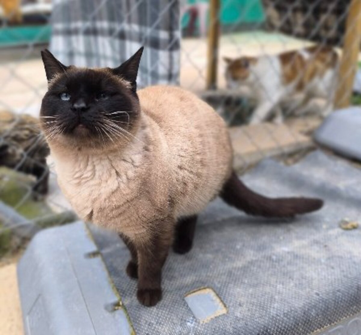 Adoption Siam