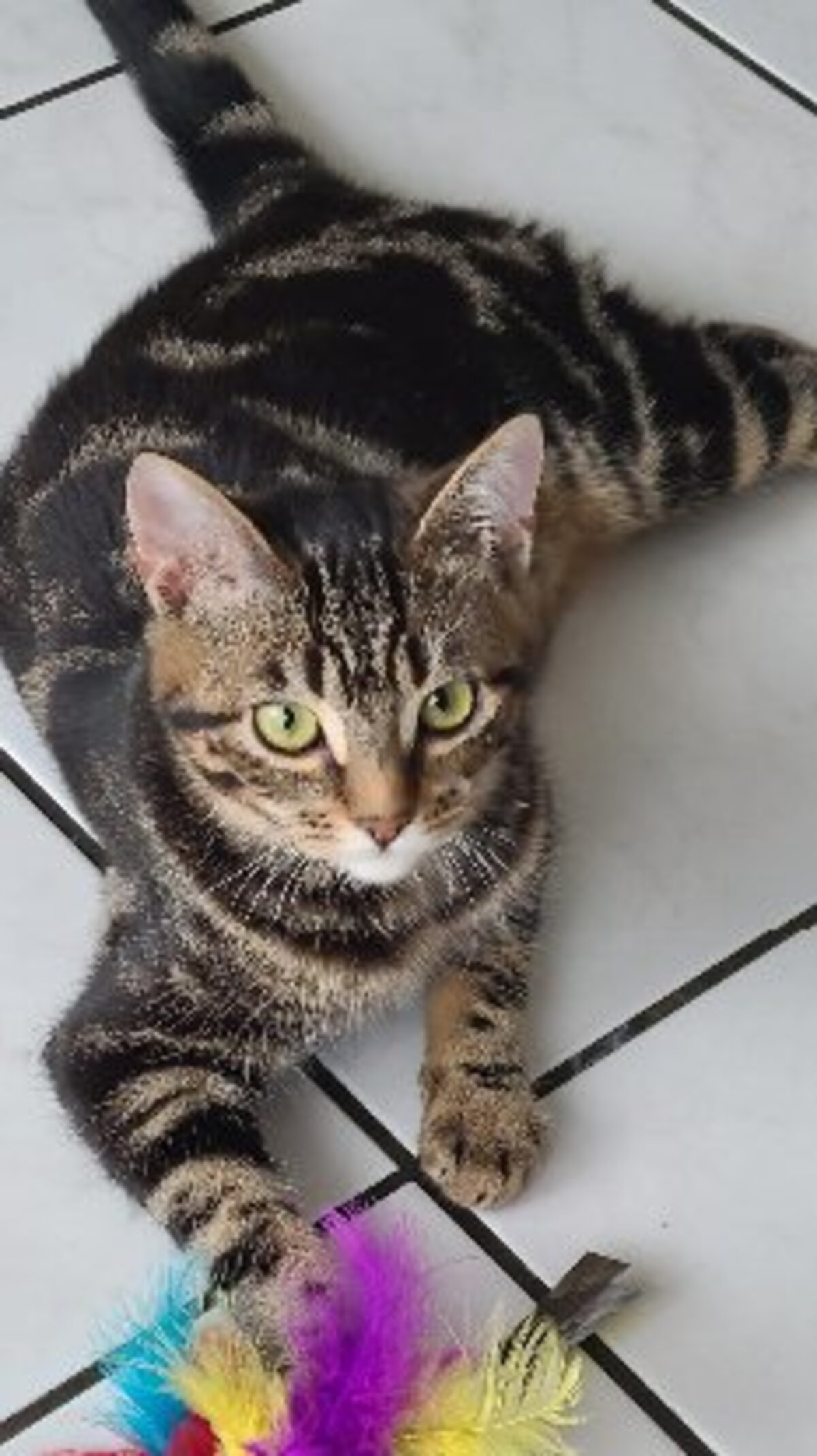 Adoption Sidonie
