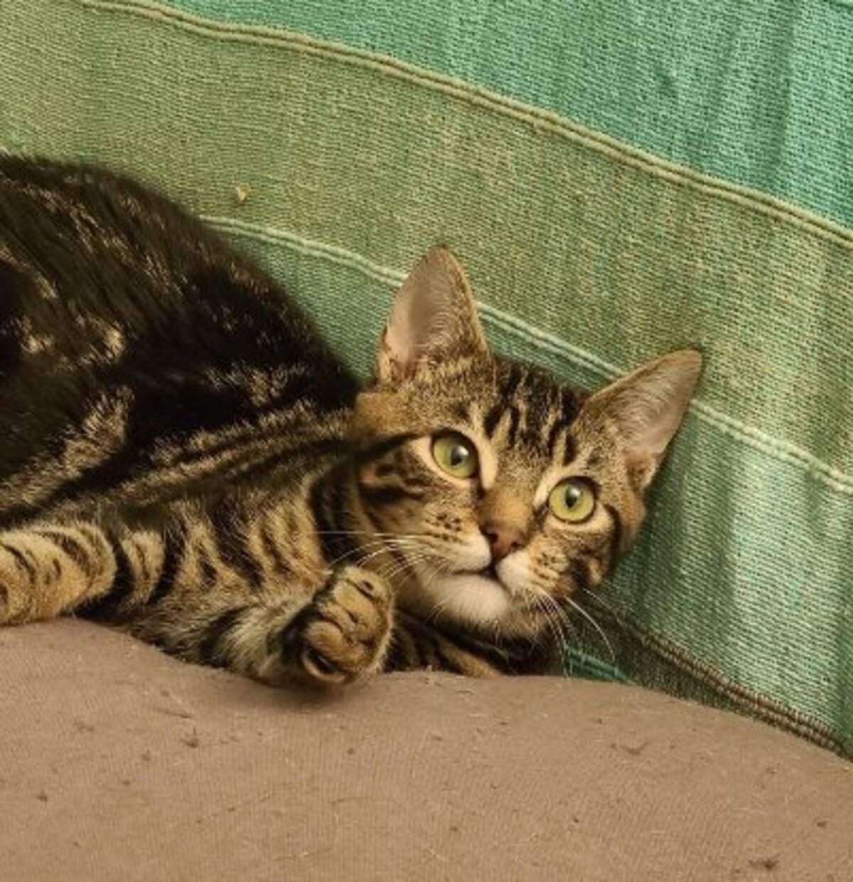 Adoption Sidonie