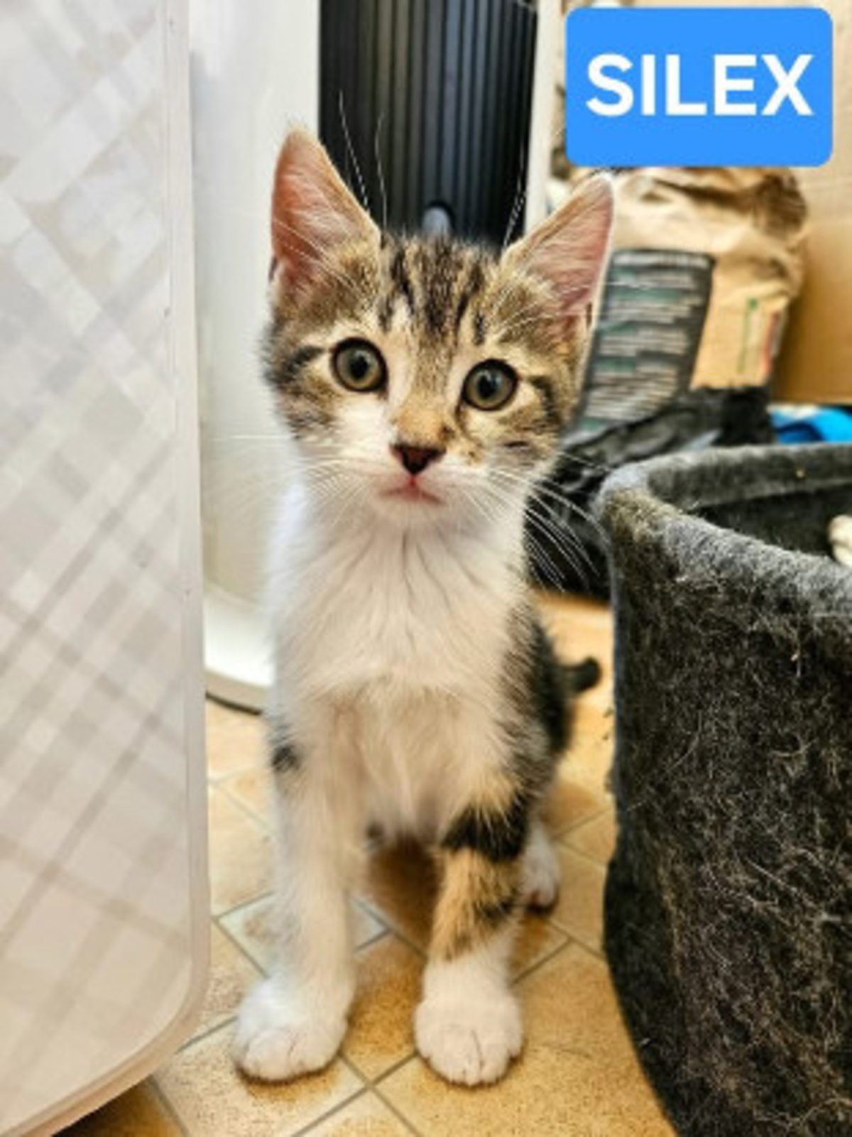 Adoption Silex frère de basalte et jais