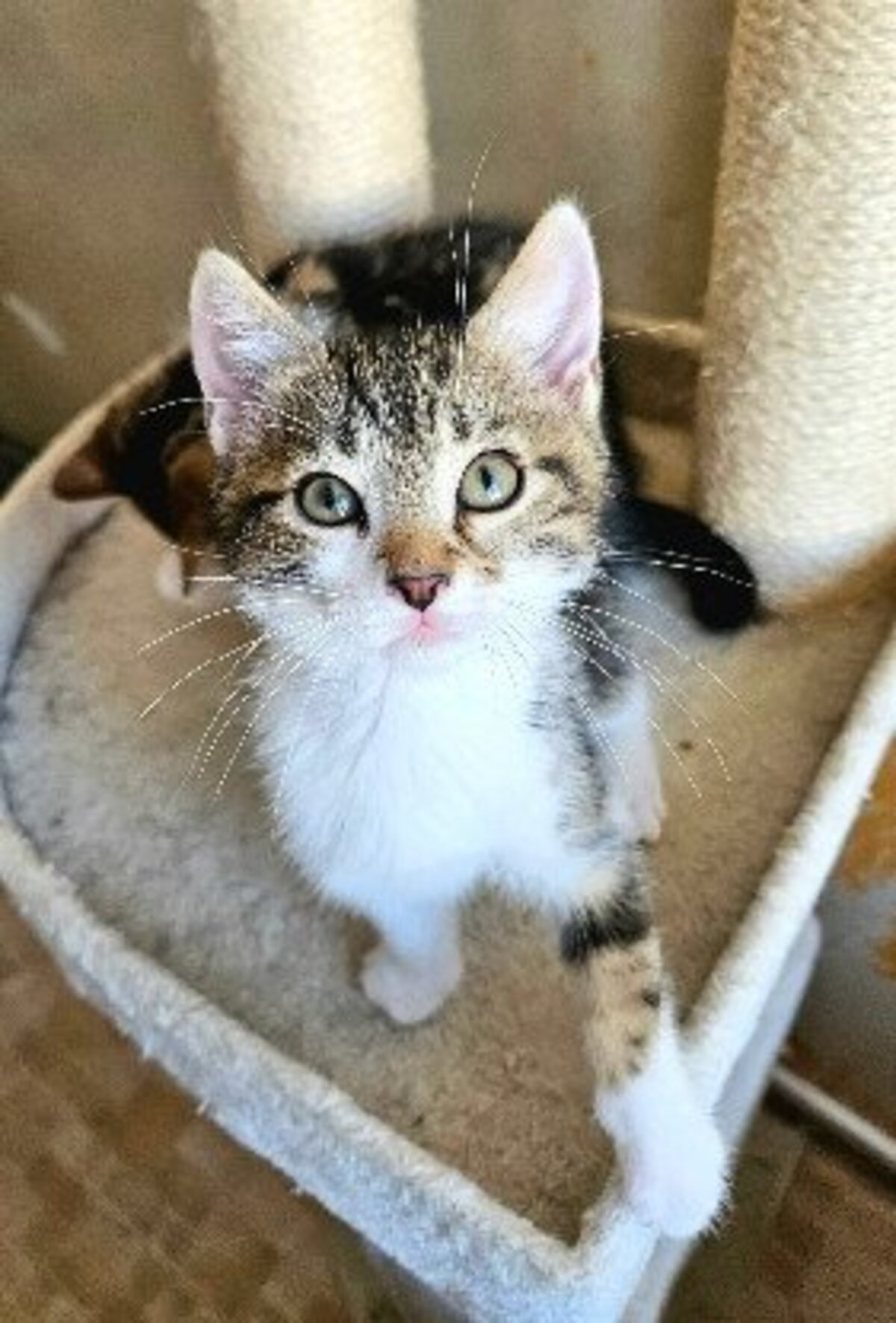 Adoption Silex frère de basalte et jais