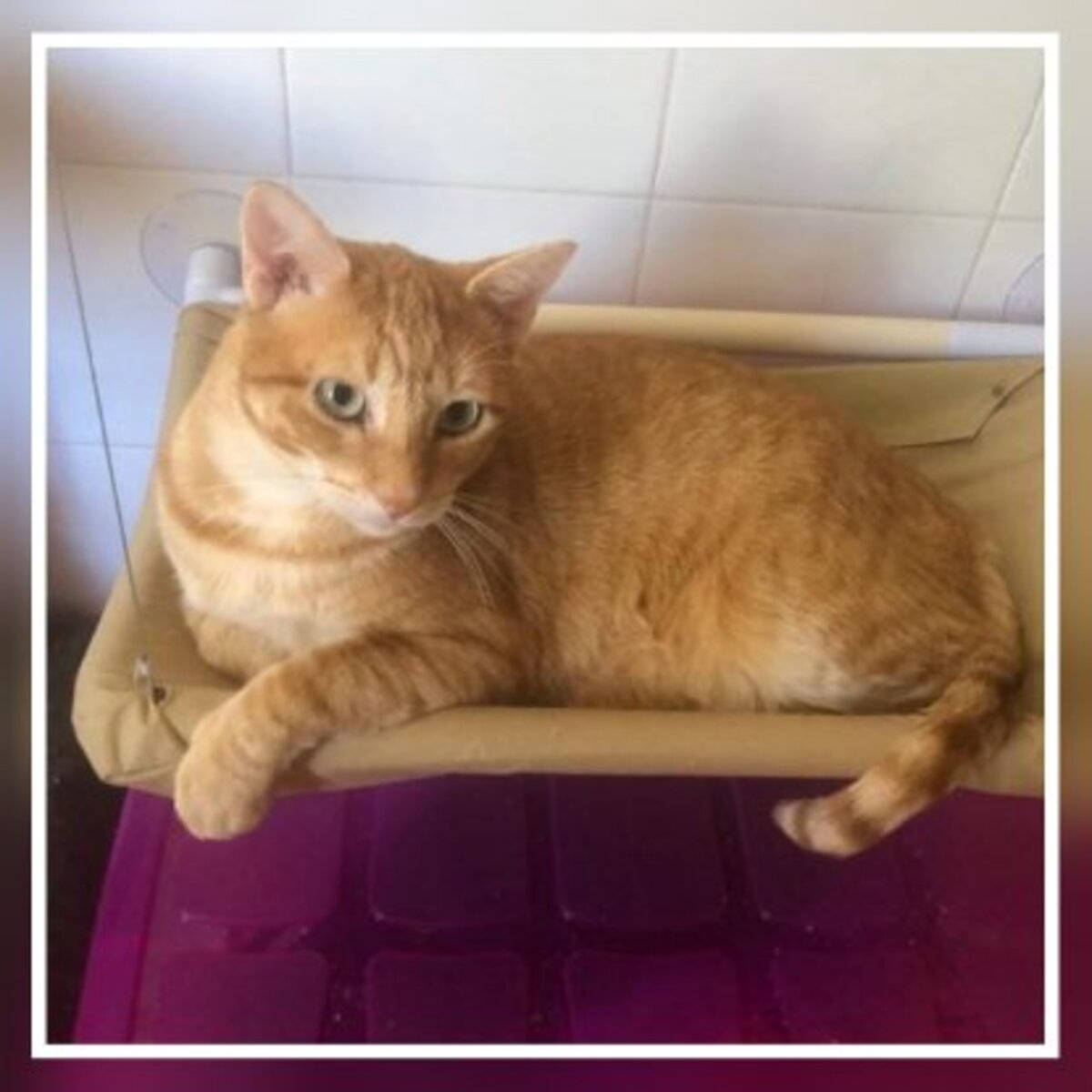 Adoption Silvestre