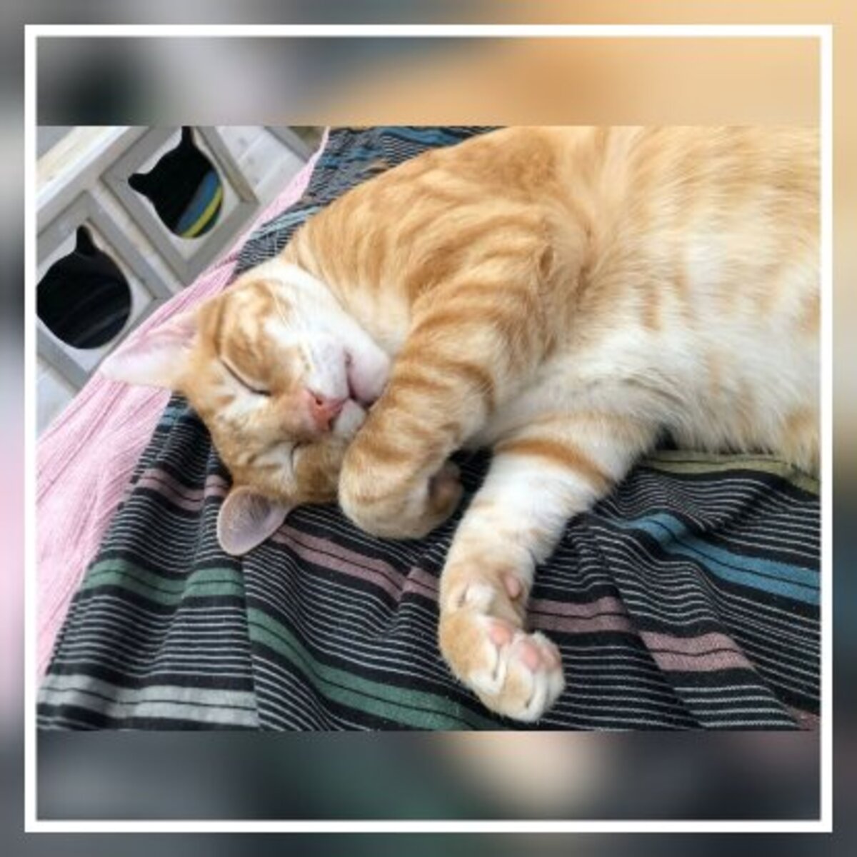 Adoption Silvestre