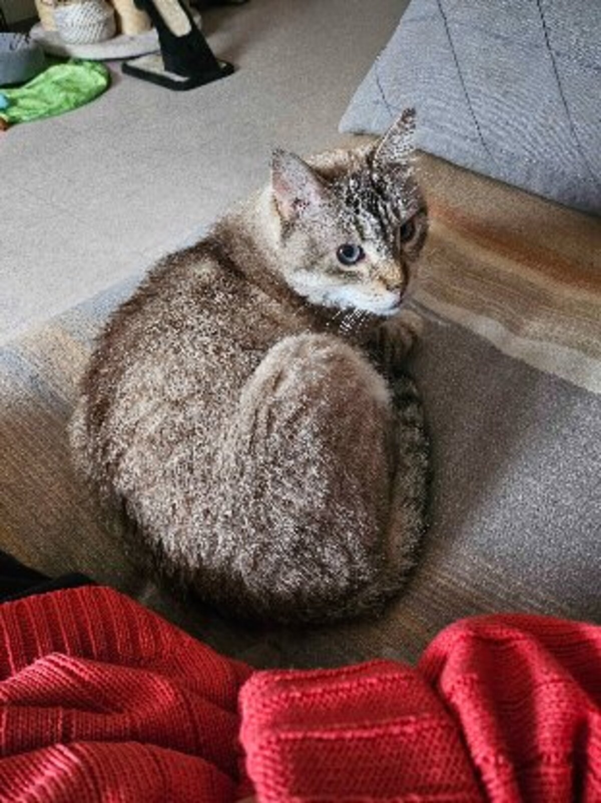Adoption Simba