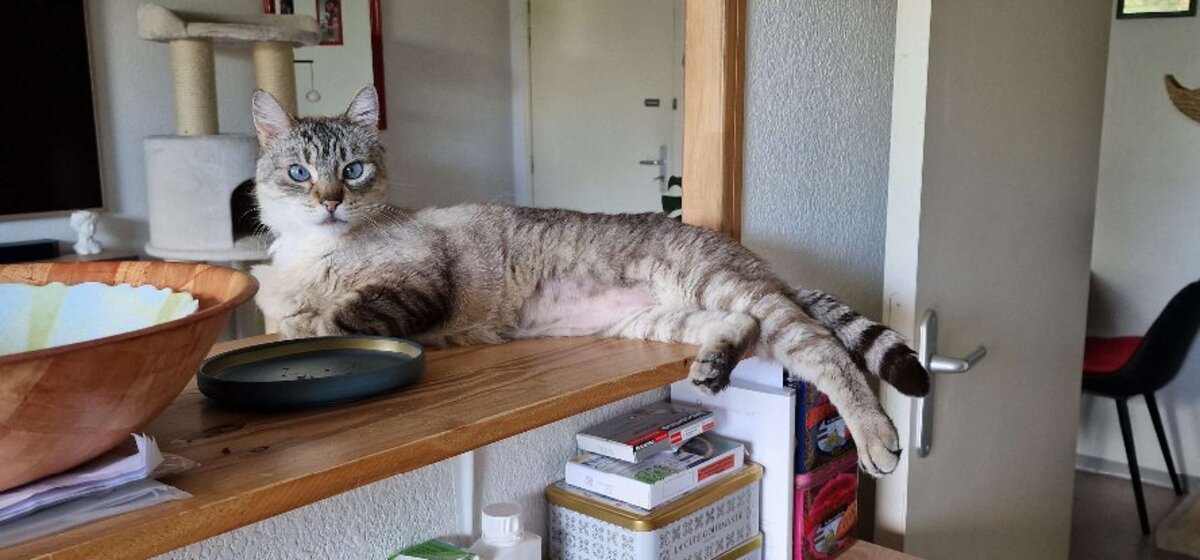 Adoption Simba