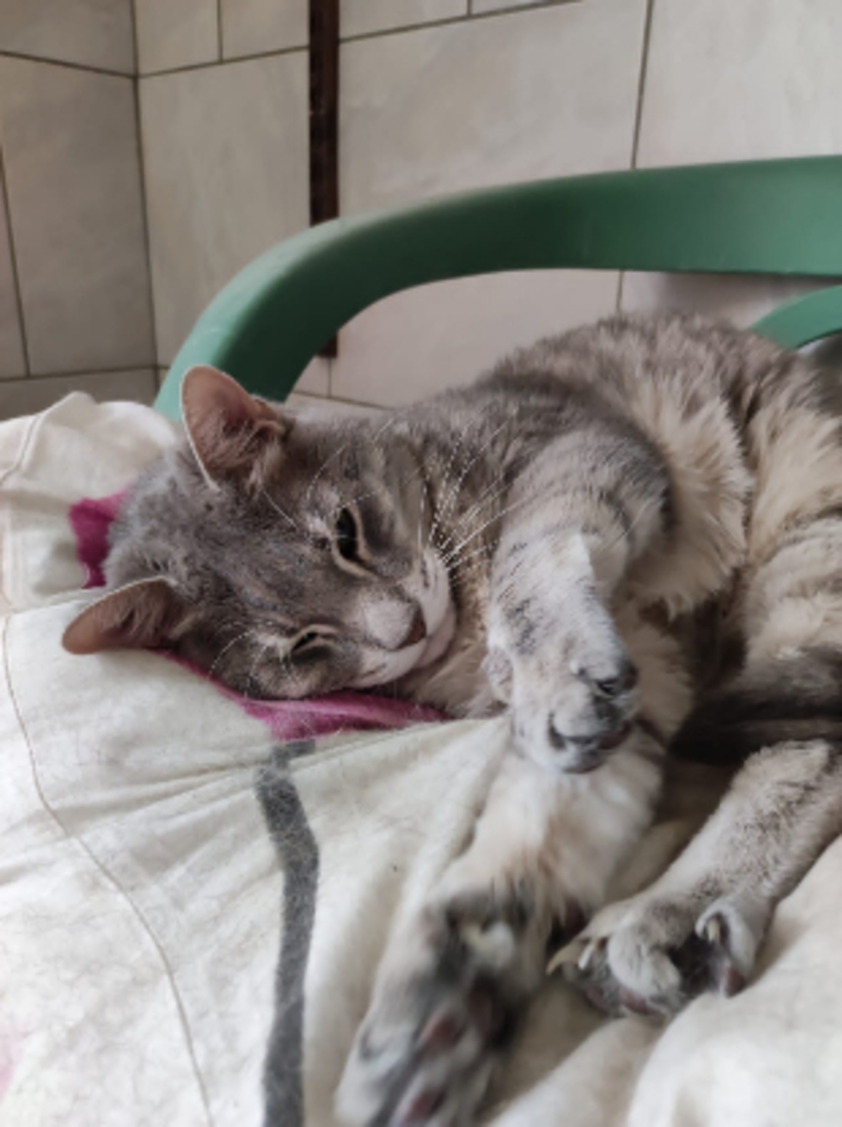 Adoption Simba