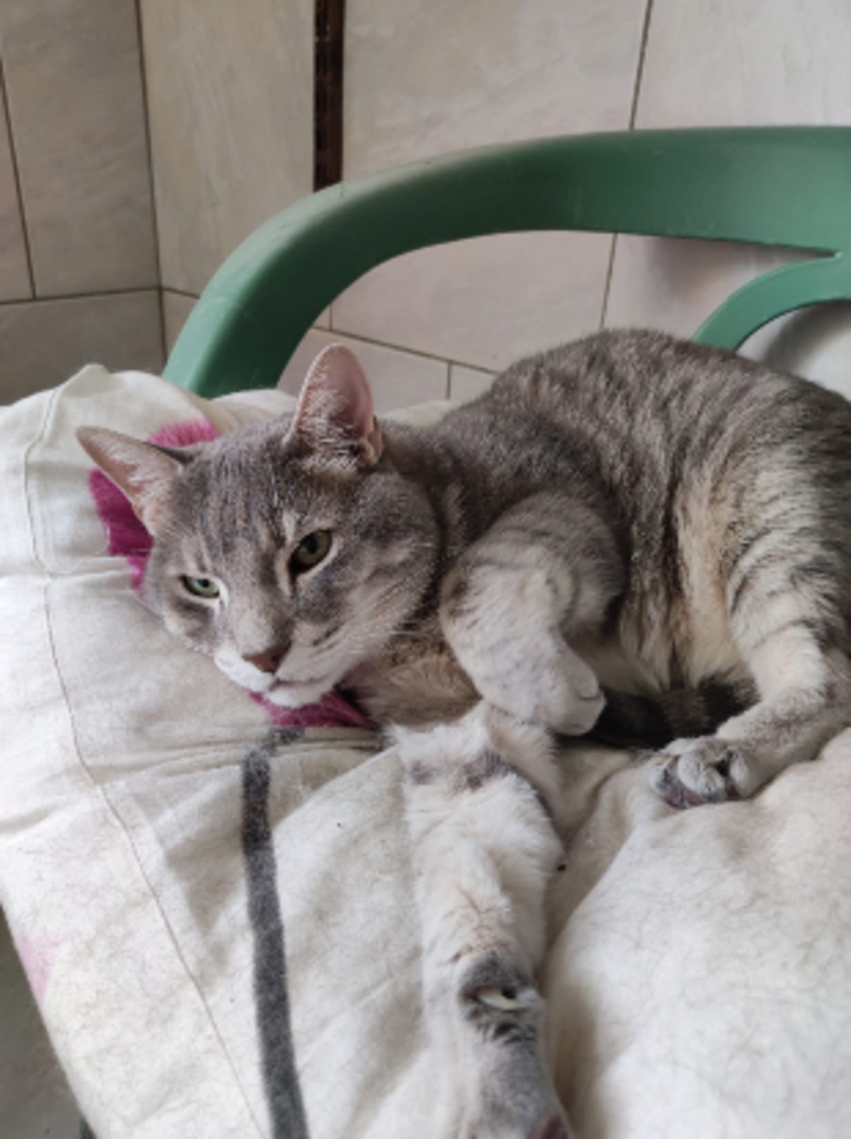 Adoption Simba
