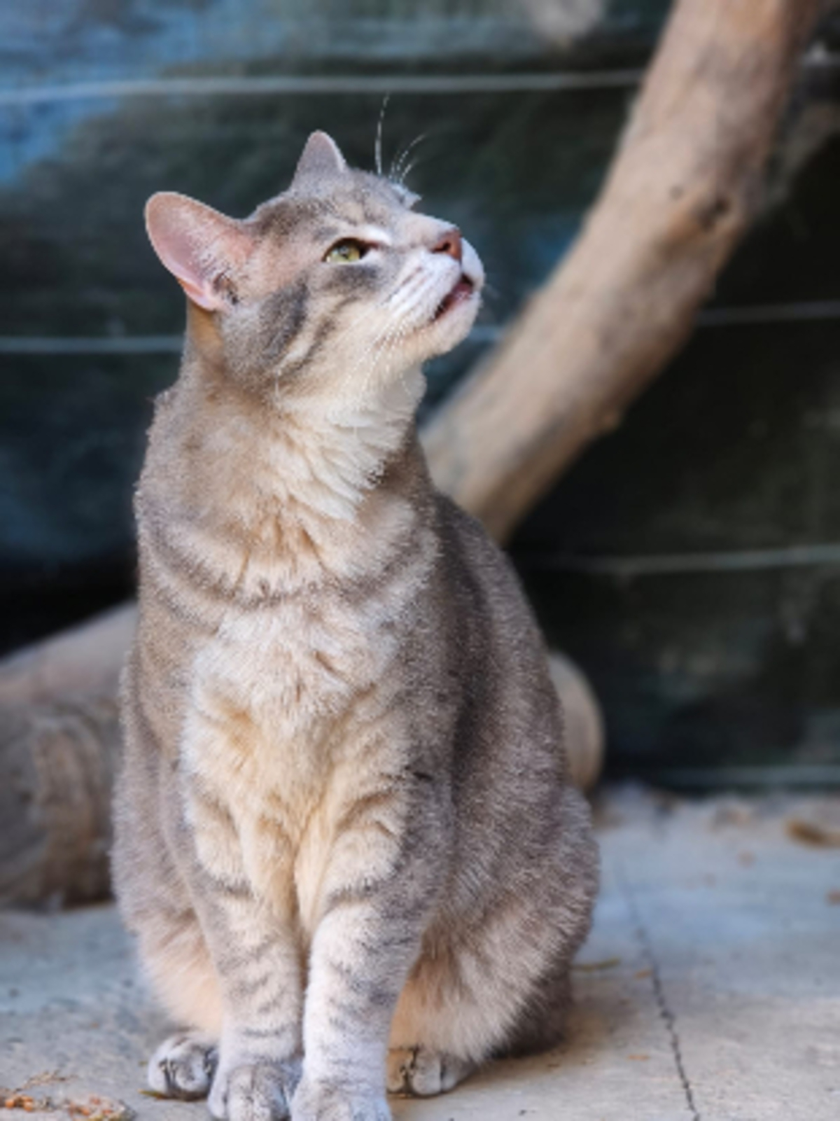 Adoption Simba