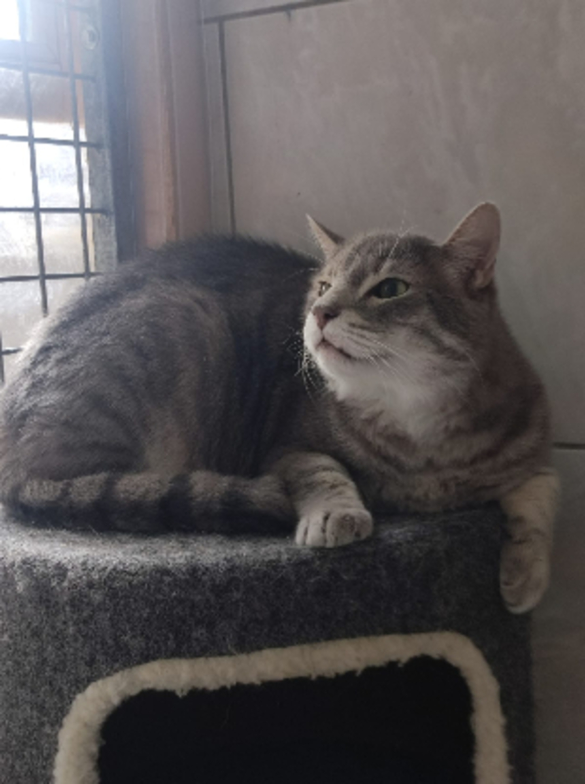 Adoption Simba