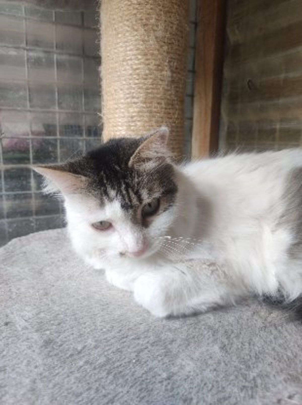 Adoption Siwa