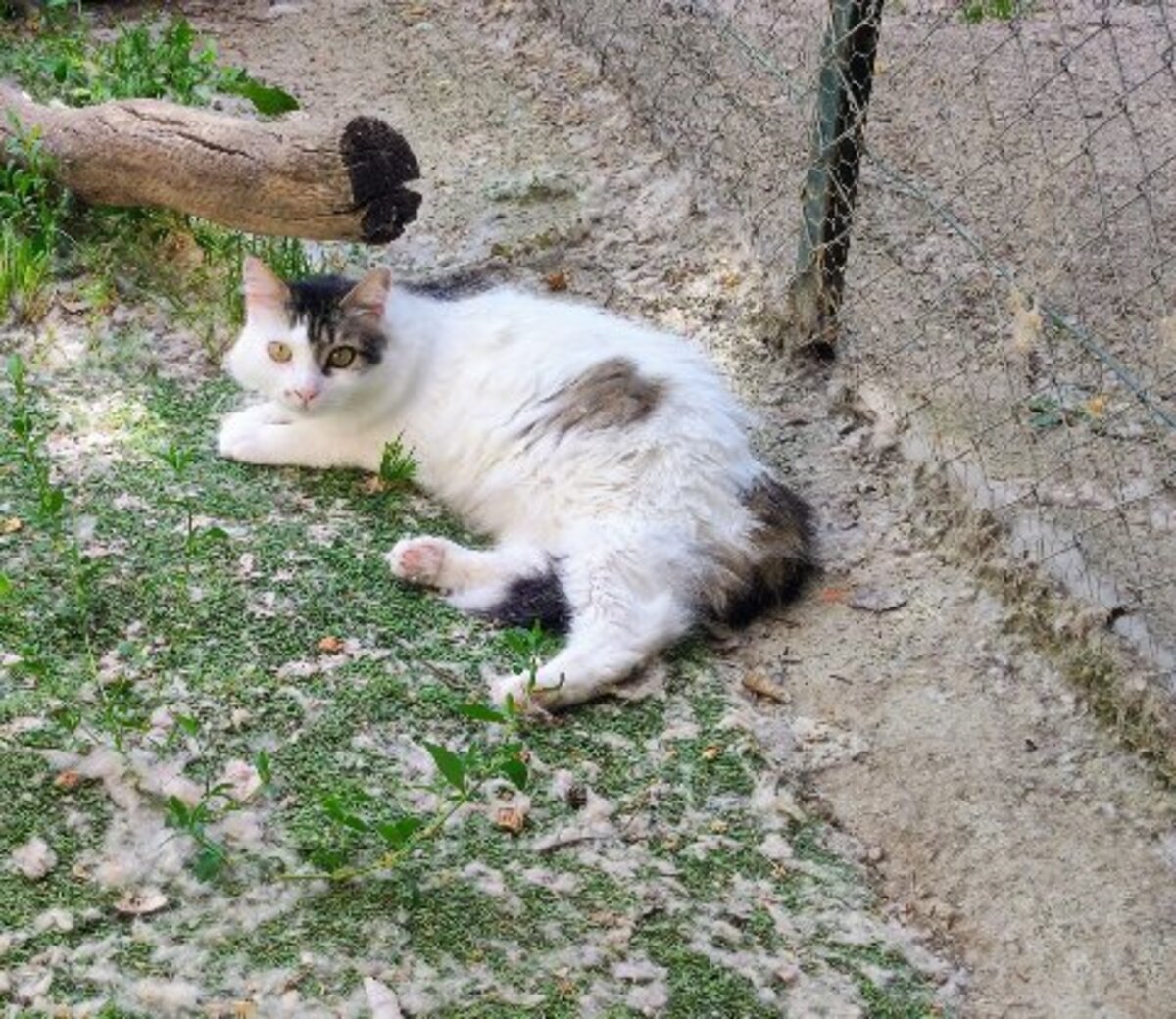 Adoption Siwa
