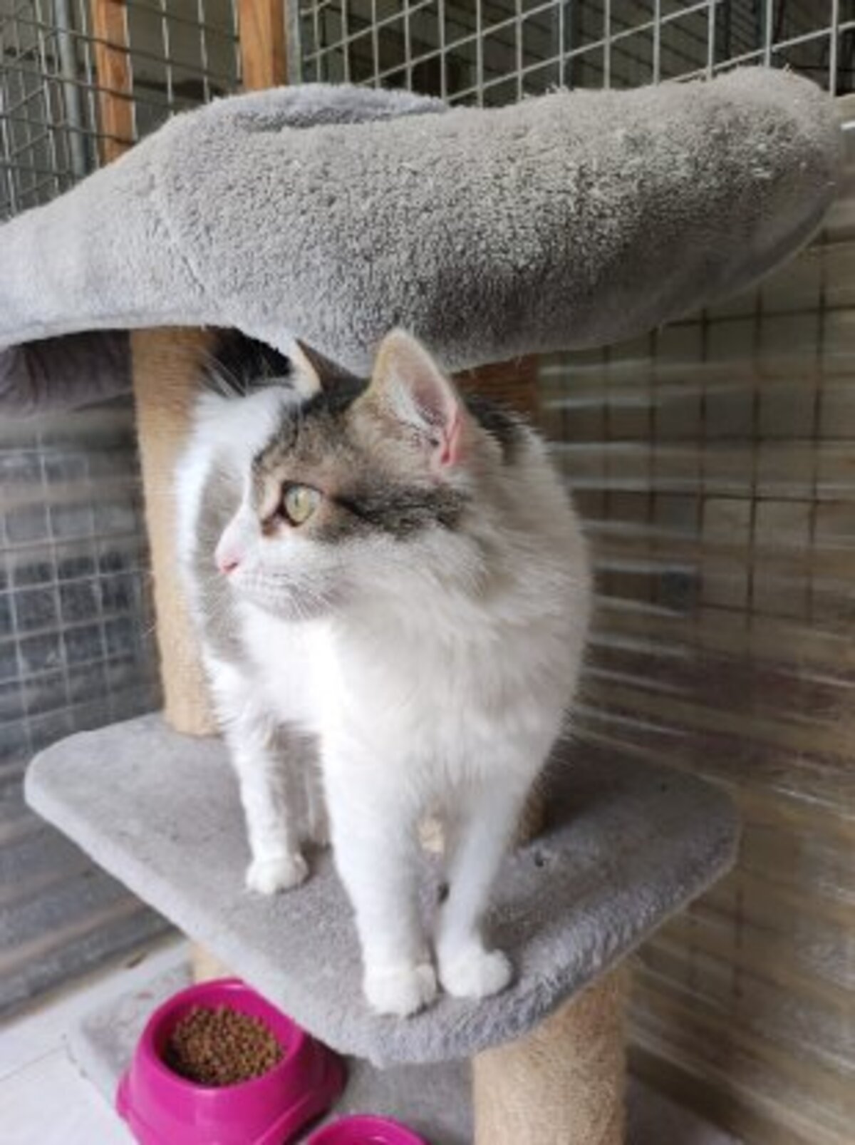 Adoption Siwa