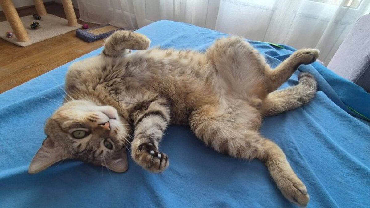 Adoption Sloupe