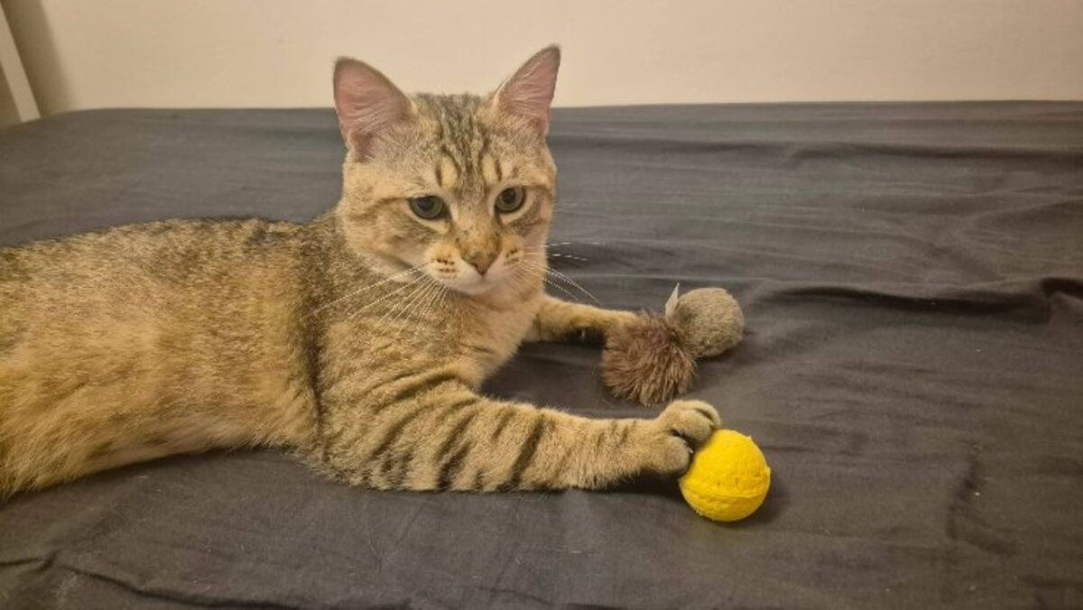Adoption Sloupe
