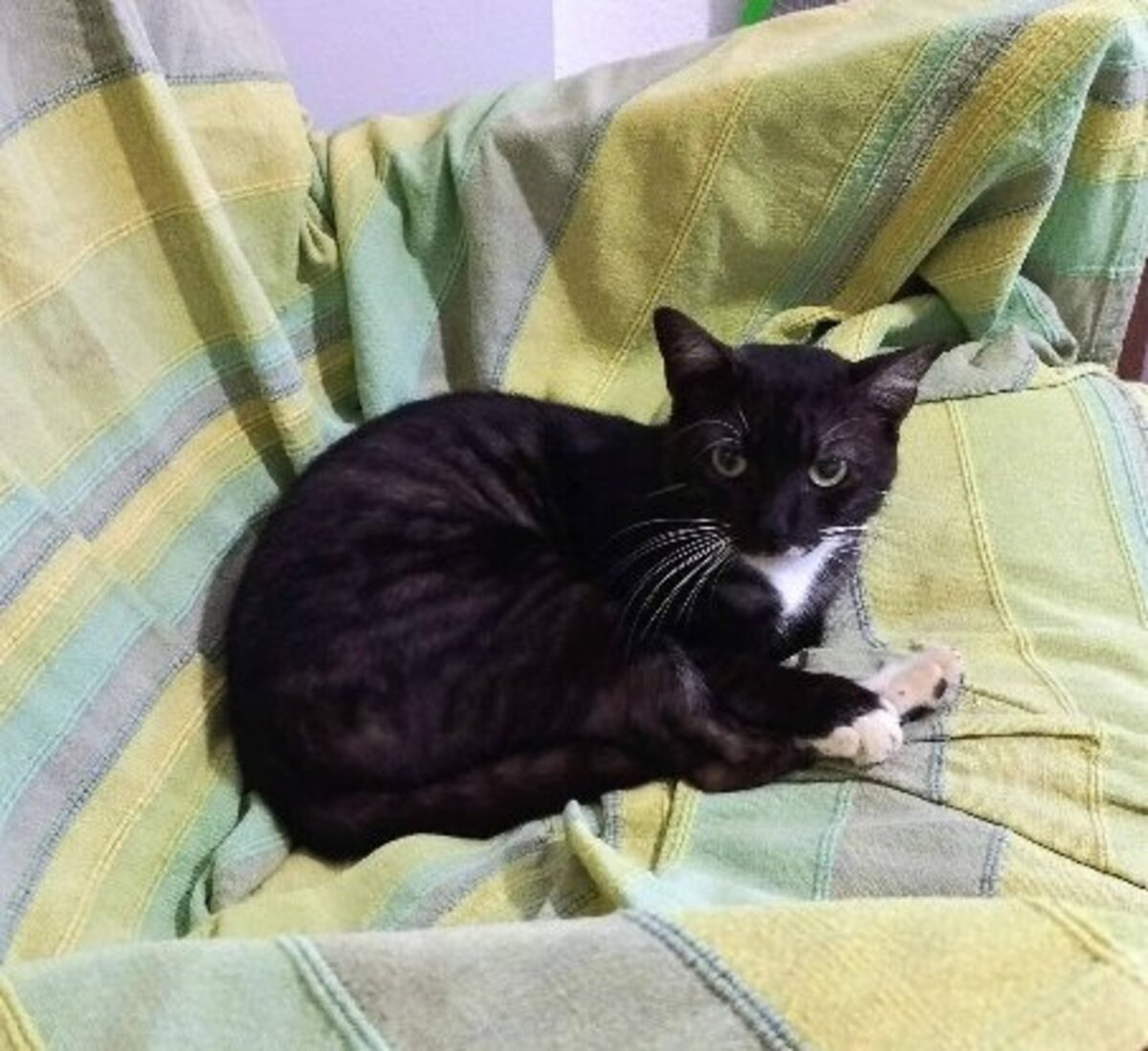 Adoption Smoking