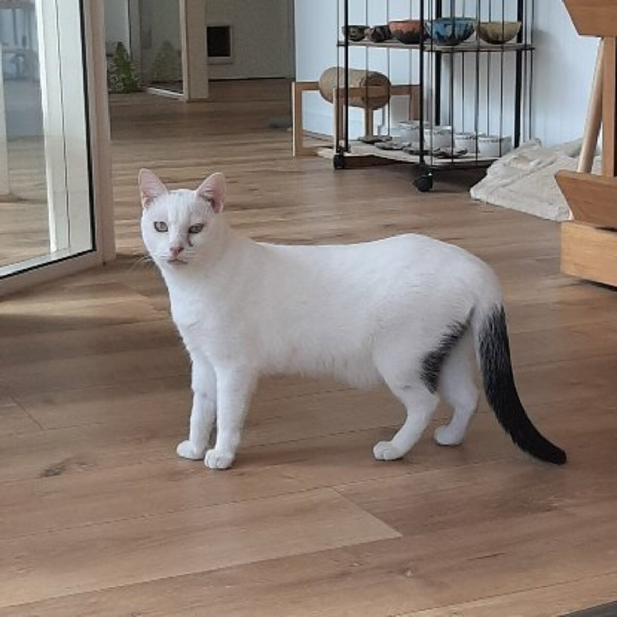 Adoption Soft
