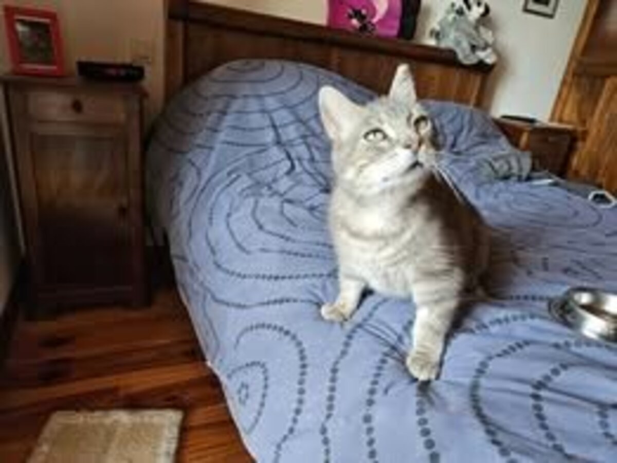 Adoption Soleio