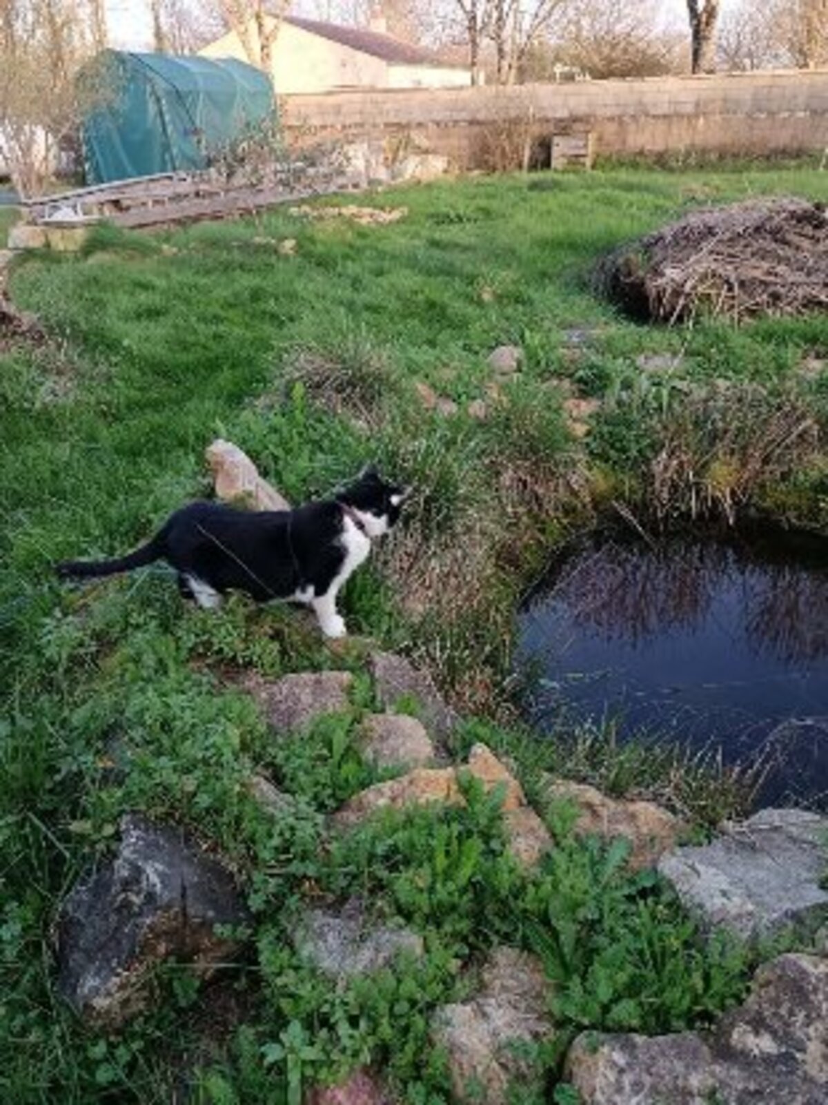 Adoption Solo