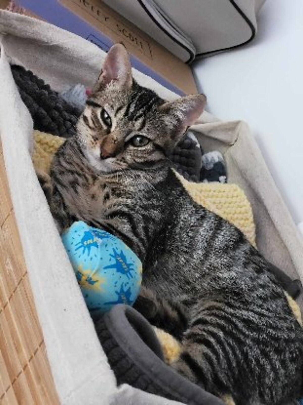 Adoption Soly