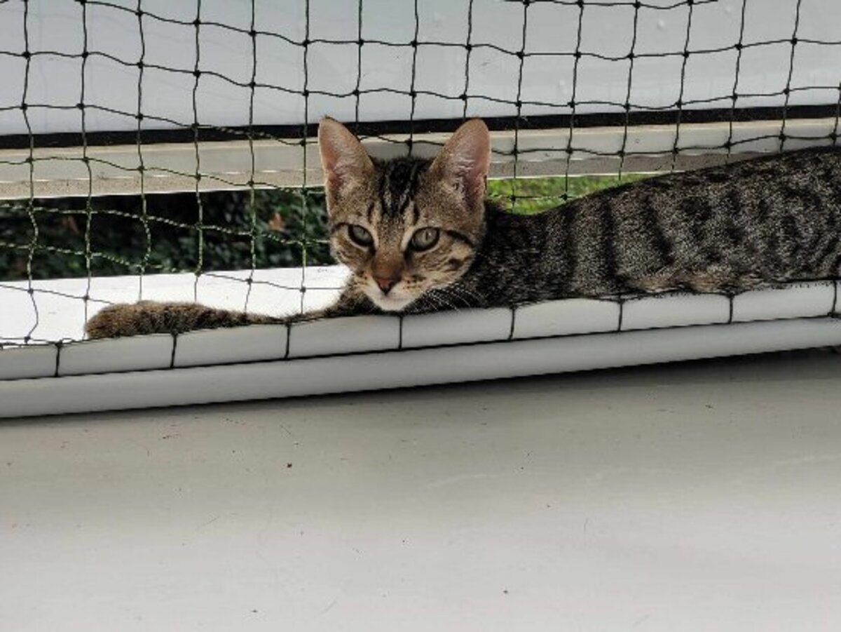 Adoption Soly