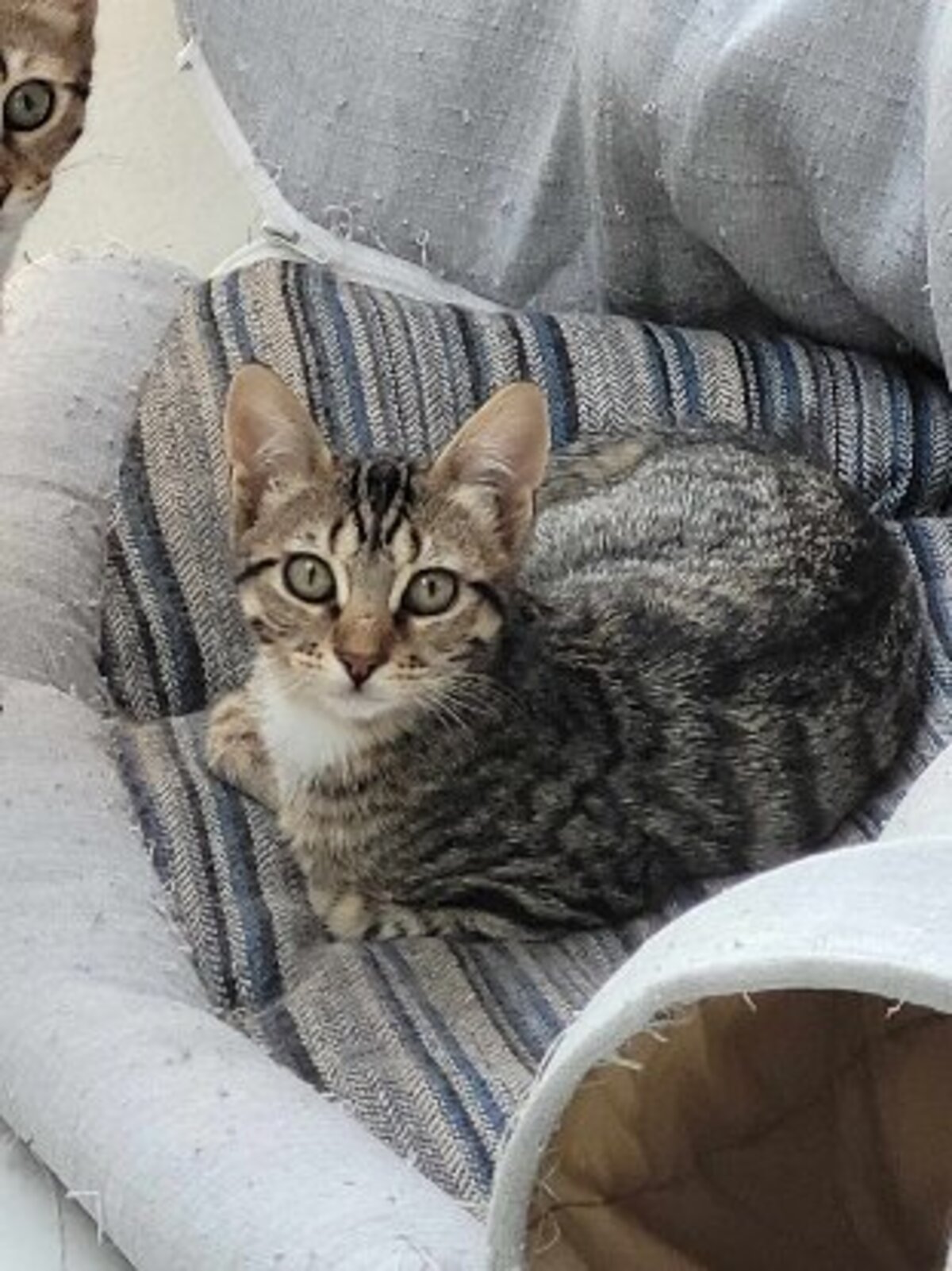 Adoption Soly
