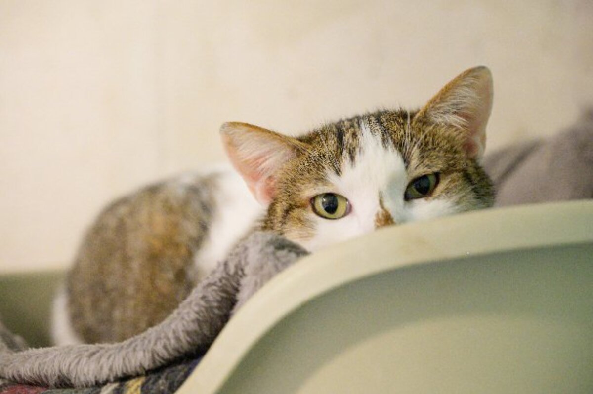 Adoption Sonic