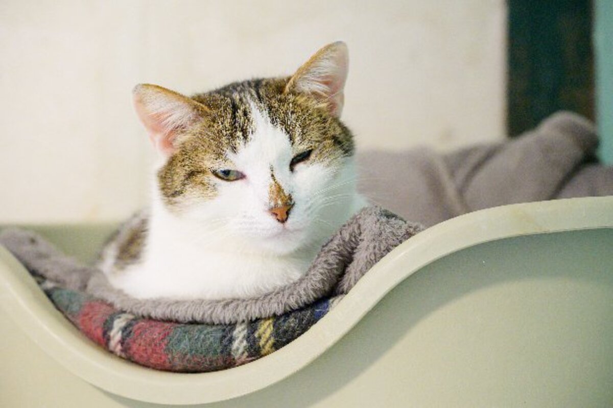 Adoption Sonic
