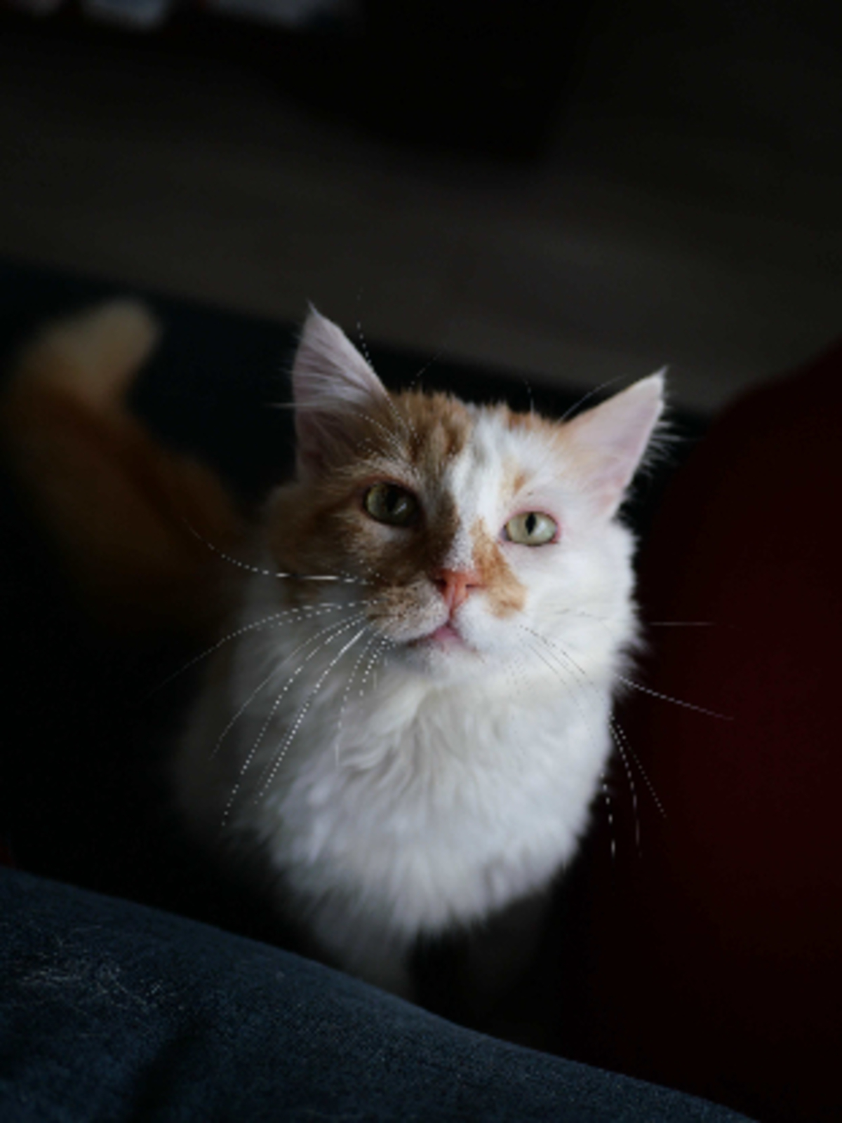 Adoption Spéculos
