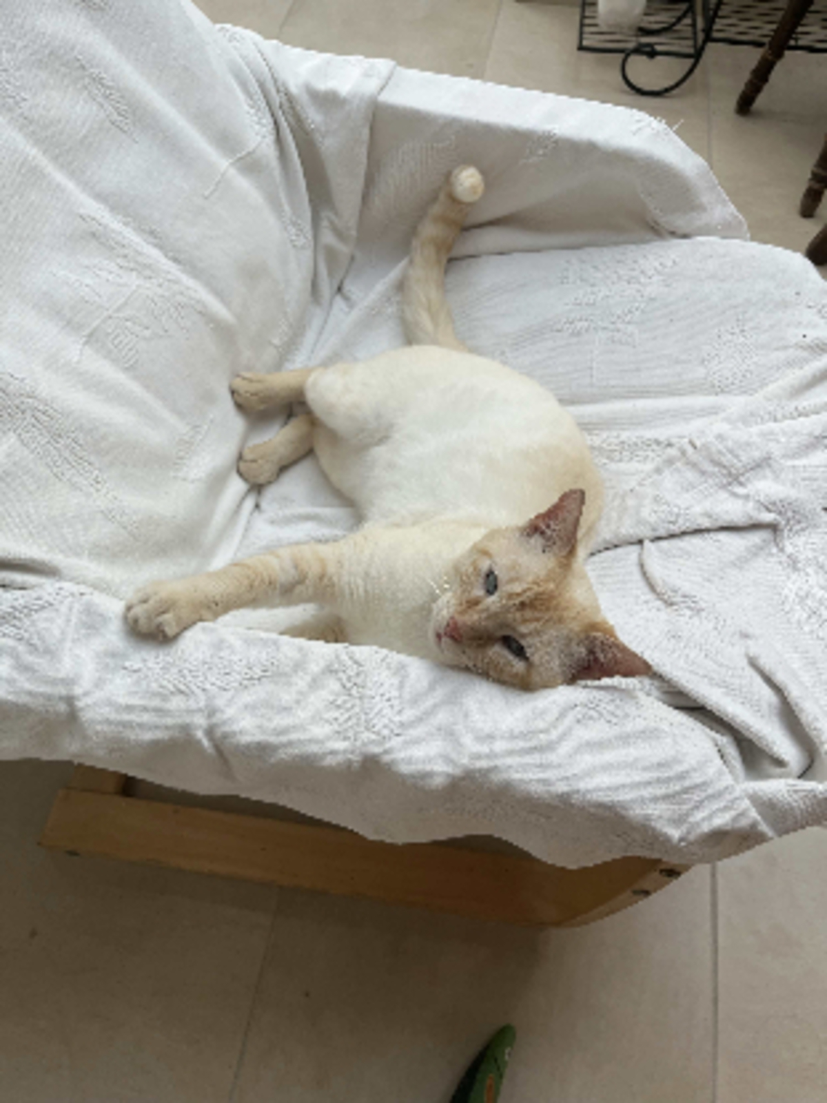 Adoption Spyk