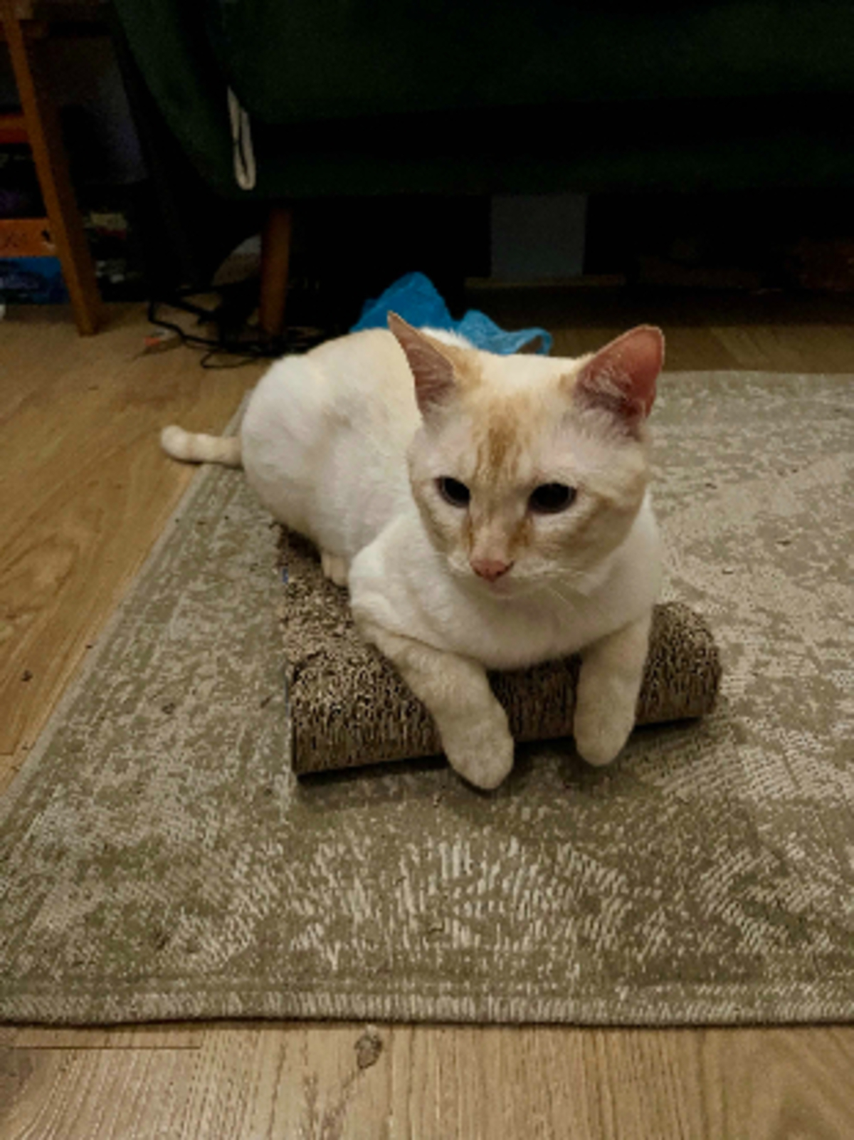 Adoption Spyk