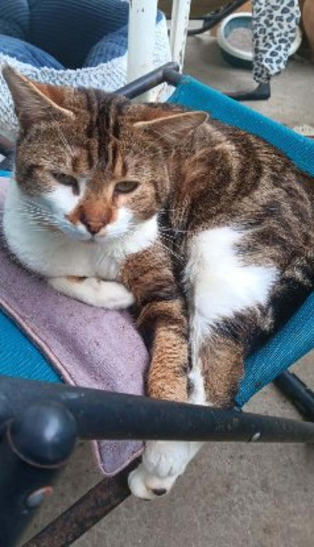 Adoption St brice