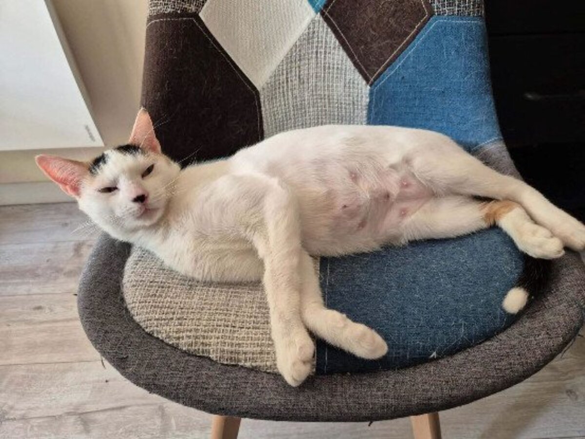 Adoption Stitch