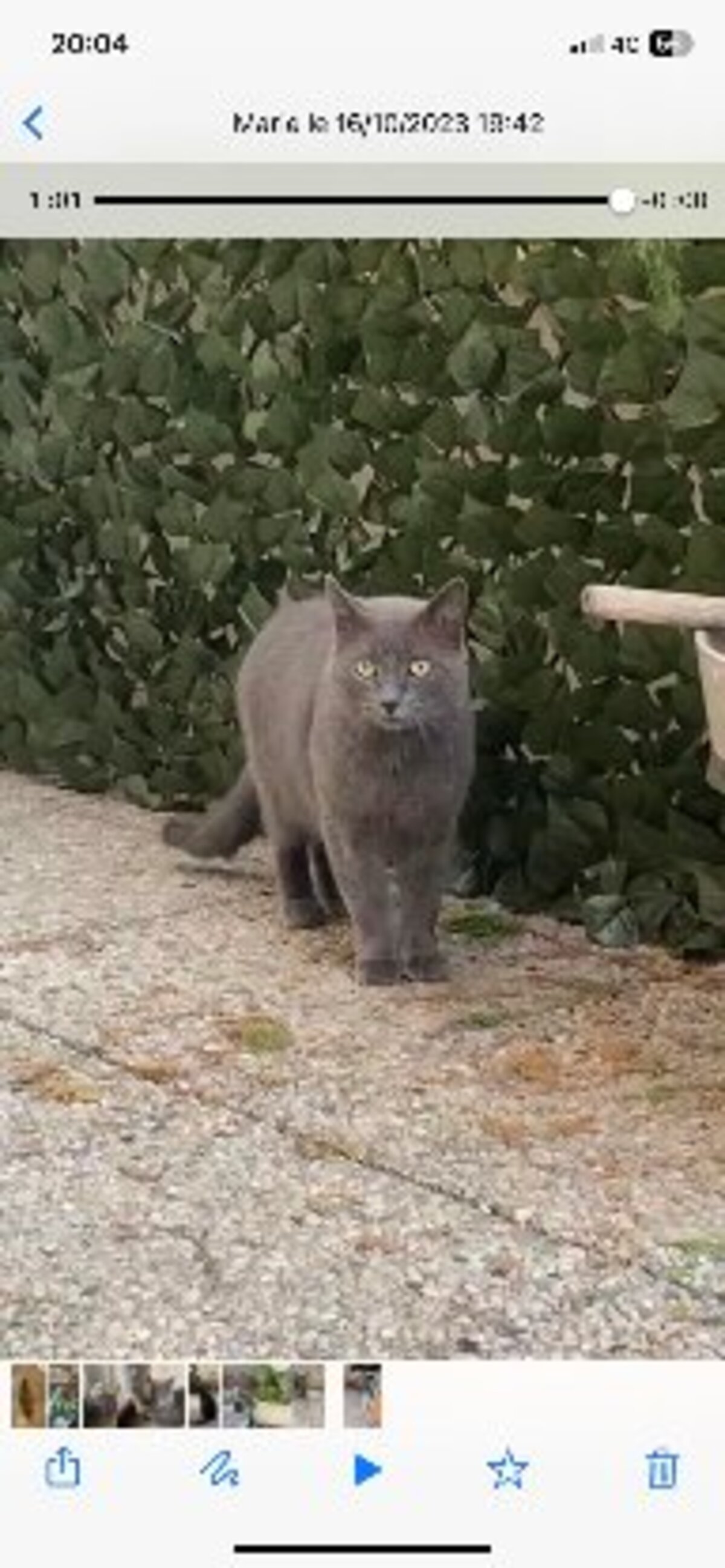 Adoption Sultan fiv +