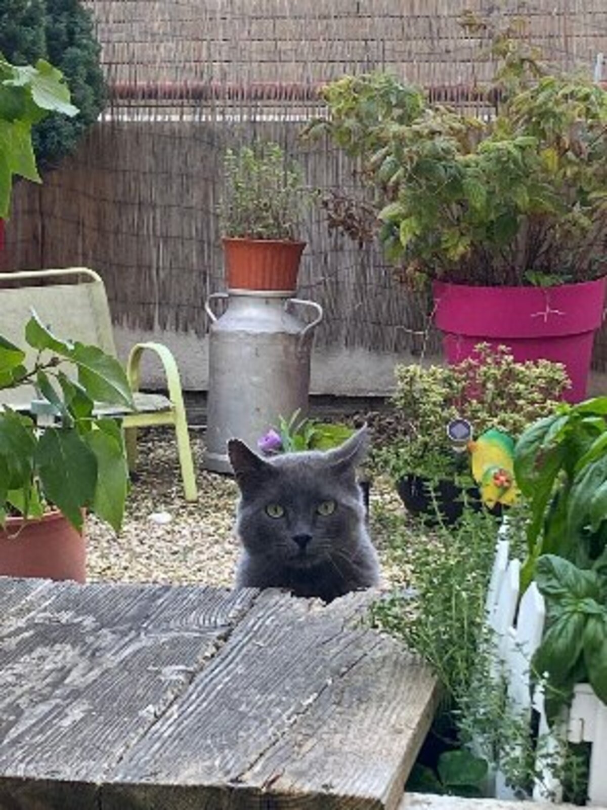Adoption Sultan fiv +